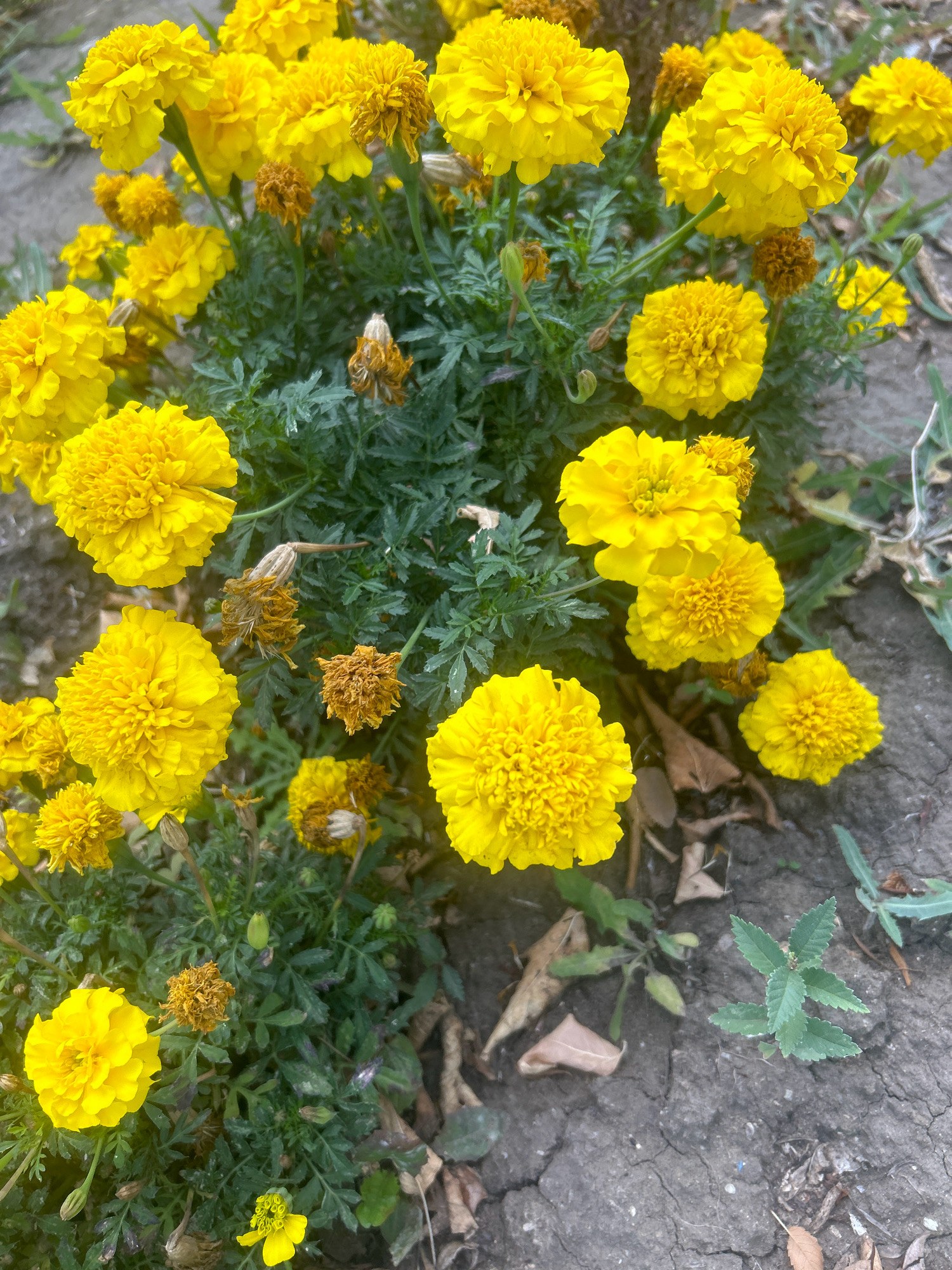 A close-up, high-angle shot captures a cluster of bright yellow marigolds in full bloom against a backdrop of cracked, dry earth. The flowers are the dominant subject, with their ruffled petals and vibrant yellow hue creating a cheerful contrast with the muted tones of the soil. Several marigold blooms appear to be past their prime, with dried, brown petals that add a touch of natural decay to the scene. The green foliage of the marigolds provides a lush counterpoint to the dry earth and withered flowers. A few small green plants are also visible, pushing through the soil. The overall impression is one of natural beauty, with the marigolds showcasing a range of life stages. The scene appears to be outdoors, likely in a garden or park setting within the city of Qandyaghash, Kazakhstan.
