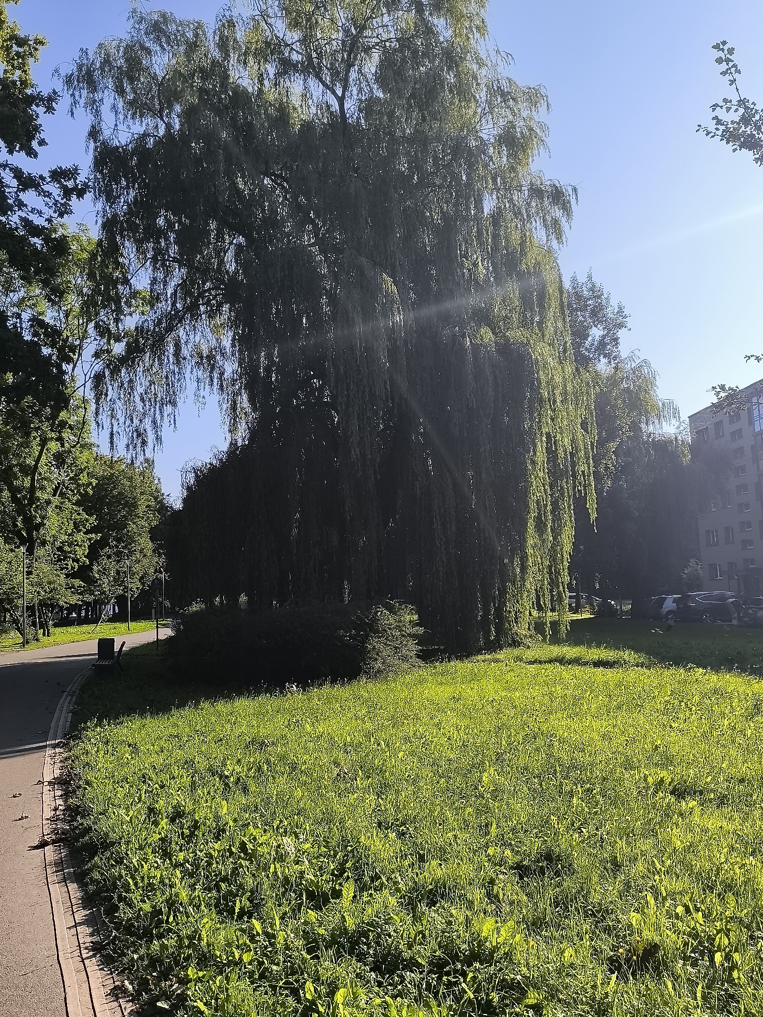 This image captures a bright, sunlit scene in a park, possibly in Klaipėda, Lithuania. A large, weeping willow tree dominates the center, its long, drooping branches creating a dense curtain of green foliage. Sunlight streams through the leaves, casting dappled patterns on the lush, green grass that covers the foreground and slopes gently upwards.
To the left of the willow tree, a paved pathway curves away, bordered by a low, brick-like edge. A dark-colored park bench is visible along the path. Beyond the path, more trees and streetlights suggest a well-maintained urban park or green space. In the background, a multi-story apartment building with a light-colored facade stands out against the clear blue sky. Several cars are parked in a lot between the trees and the building. The overall impression is one of a peaceful, sunny day in a city park.