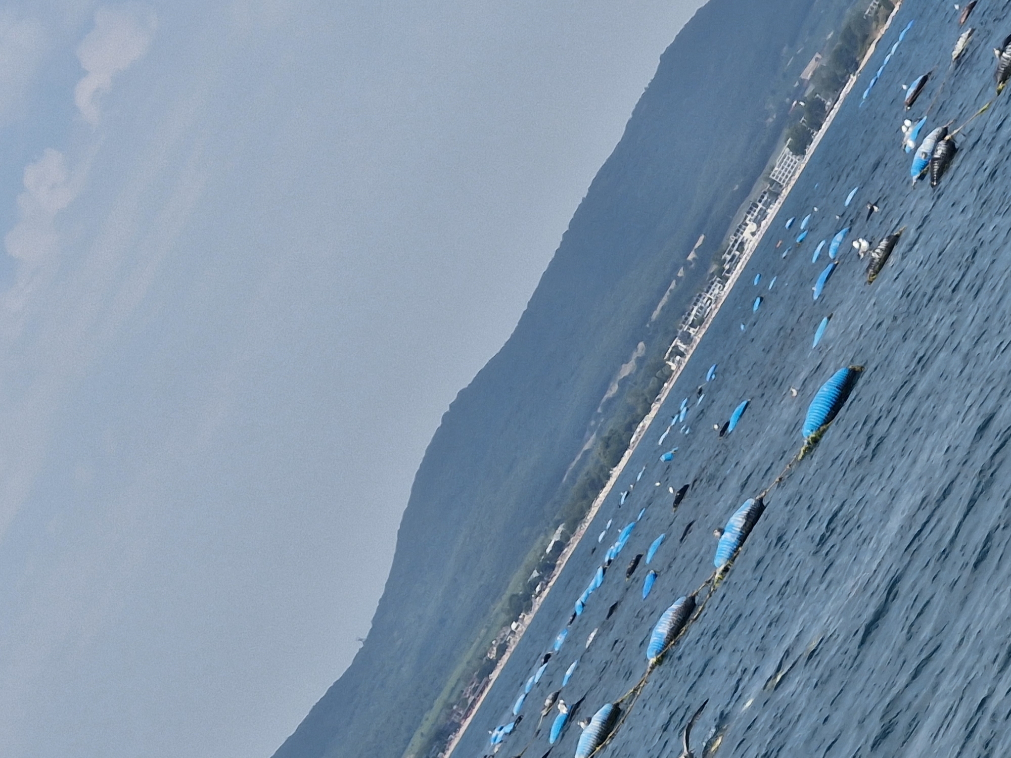 The image shows a bay area with a mountainous landscape in the background, likely near Sozopol, Bulgaria. The foreground is dominated by the sea, which is a deep blue with some visible ripples and waves. Scattered across the water are numerous blue buoys, some of which appear to be linked together by ropes or lines. These buoys are likely part of a farming or aquaculture setup. Several birds are visible on or near the buoys, some perched and others in flight. In the distance, along the coastline, there are signs of development, including buildings that suggest a town or resort area. The sky is a pale blue with some faint white clouds. The perspective of the image is tilted, giving a dynamic and slightly unusual view of the scene.