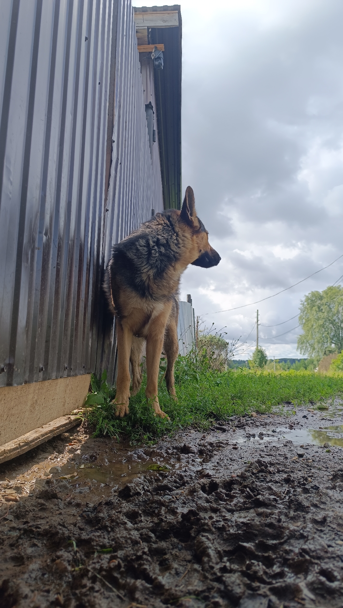 In Karsha, Russia, on a cloudy day, a German Shepherd stands beside a corrugated metal building. The dog is facing to the right, with its head turned away from the camera. The ground in front of the dog is muddy with visible tire tracks. Green grass grows to the right of the dog and the muddy area. In the background, trees and power lines are visible against a gray, overcast sky.