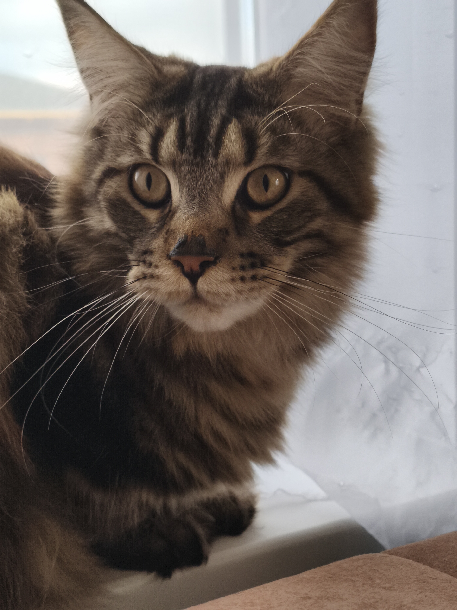 A brown tabby Maine Coon cat is positioned indoors in front of a window. The cat's face is prominently featured, with visible brown tabby markings on its forehead and face. The cat has amber-colored eyes, long white whiskers, and a pink nose. The cat's fur appears long and fluffy, especially around its neck. The setting includes a window with what appears to be a blurred background. The cat is sitting on a windowsill or similar surface. The location is described as Русский Вожой, Russia.
