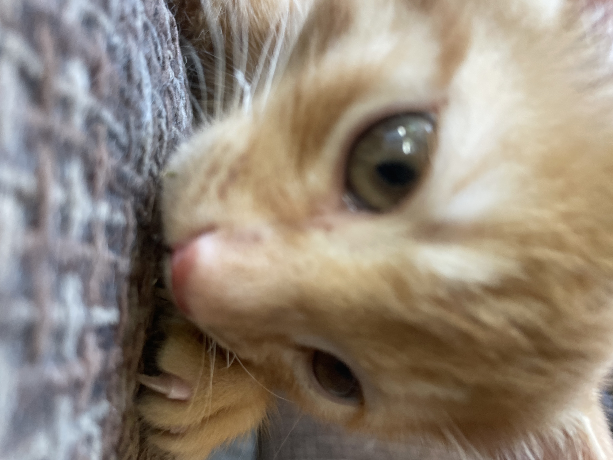 The image is a close-up shot of an orange kitten's face. The kitten's eyes are partially open and looking downwards. Its nose is pink, and its whiskers are visible. One of its paws with visible claws is resting on a textured surface, possibly a blanket or carpet. The background is blurred, suggesting a shallow depth of field. There is no indication of the city of Almaty, Kazakhstan, or any specific location within it.