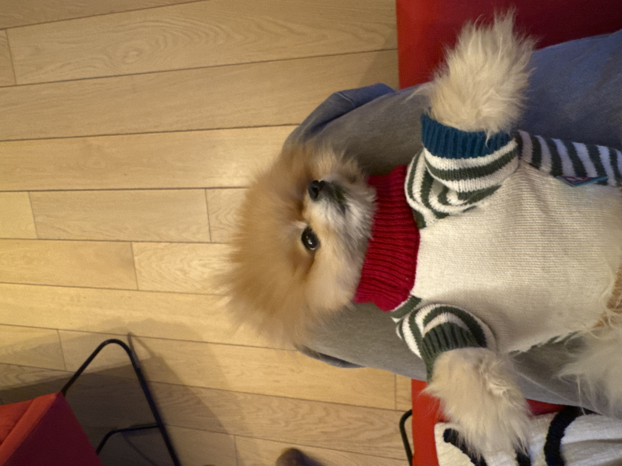 A medium-shot depicts a Pomeranian dog, seemingly lying down in someone's lap while wearing a grey and white striped sweater with a red turtleneck and blue trim at the sleeve ends. The person's grey jeans are visible, providing context for the lap. The background features a wood-toned laminate floor. A red chair with a black metal frame is partially visible near the bottom-left corner.
The location is Warsaw, Poland. However, there are no visible clues in the image that confirm the city of Warsaw.