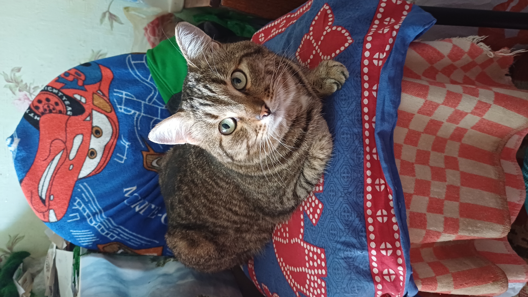 A tabby cat with green eyes sits on a blue cushion with a red and white pattern. Behind the cat is a blue blanket with an image of the cartoon character Lightning McQueen. The cat is looking directly at the camera. The background is blurry and appears to be a room with furniture and other objects. The location is not specified in the image.