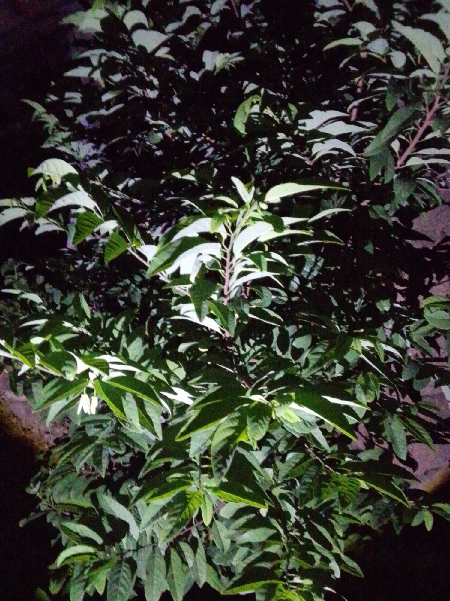 The image shows a close-up, low-angle shot of a dense green bush at night. The bush is filled with broad, oval-shaped leaves, some of which are highlighted by an unseen light source, creating a dramatic contrast between light and shadow. The leaves appear to be a healthy, vibrant green. There are a few small, pale, bell-shaped flowers visible among the leaves. The background is dark and indistinct, suggesting the bush is in an outdoor environment, possibly a garden or yard. The texture of the leaves appears smooth and slightly glossy. The overall impression is one of lush vegetation. The location in Serti, Nigeria is not directly evident from the image itself.