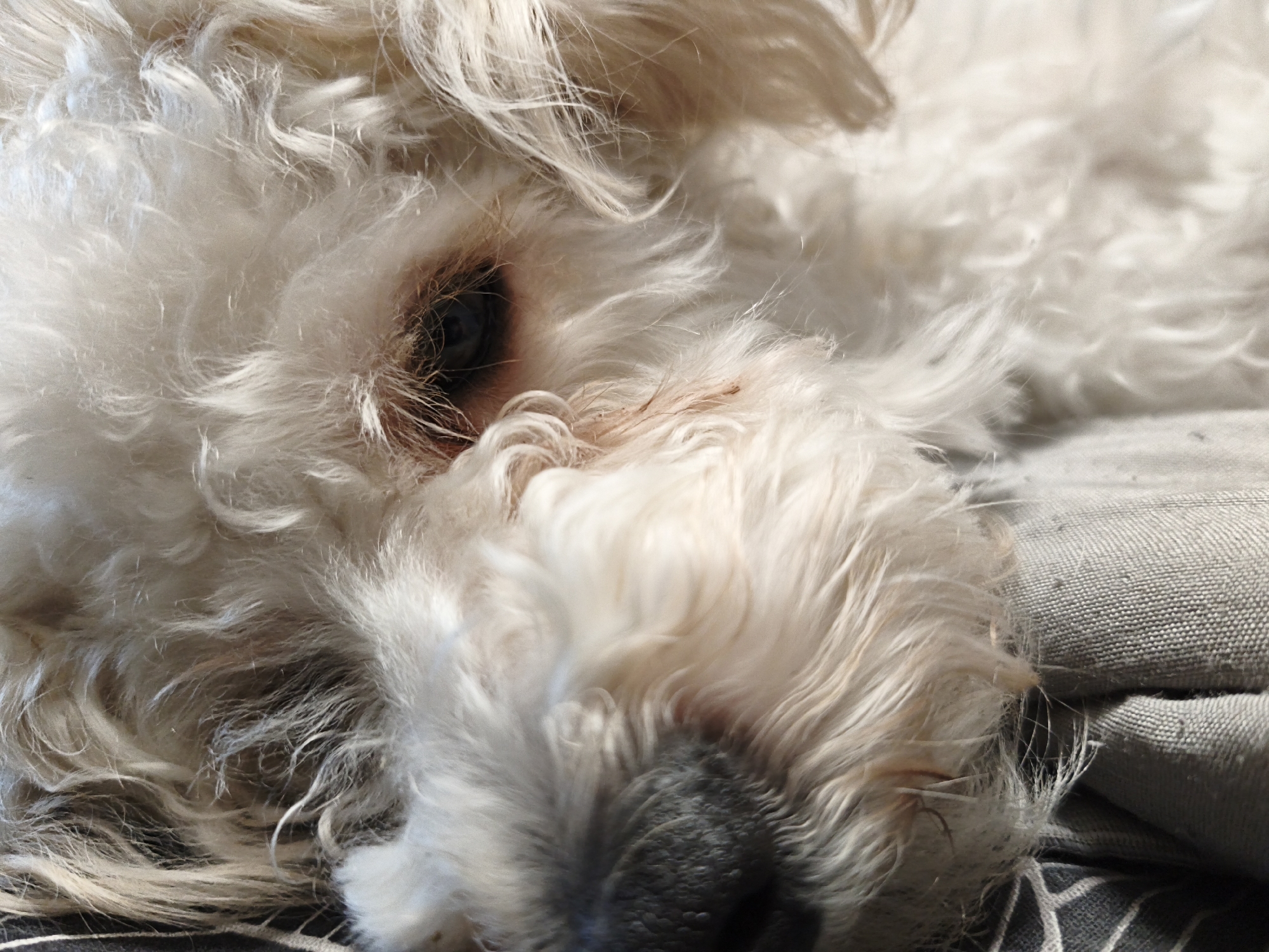 A close-up, high-angle shot features a white, fluffy dog resting peacefully on a grey fabric surface. The image primarily captures the dog's head and the upper part of its body, suggesting a moment of deep relaxation or sleep. Its dense, long, and curly fur, predominantly cream-white with subtle light brown undertones, fills most of the frame. Reddish-brown tear stains are visible around the inner corner of the dog's partially closed dark eye. The dog's dark nose and snout are softly blurred in the foreground, indicating its head is lowered. The grey fabric beneath the dog displays a visible woven texture, with some darker geometric patterns partially seen towards the bottom left. Soft, natural light illuminates the scene, creating gentle highlights on the fur and suggesting an indoor, daytime setting. The overall atmosphere is peaceful and serene. No text is present.