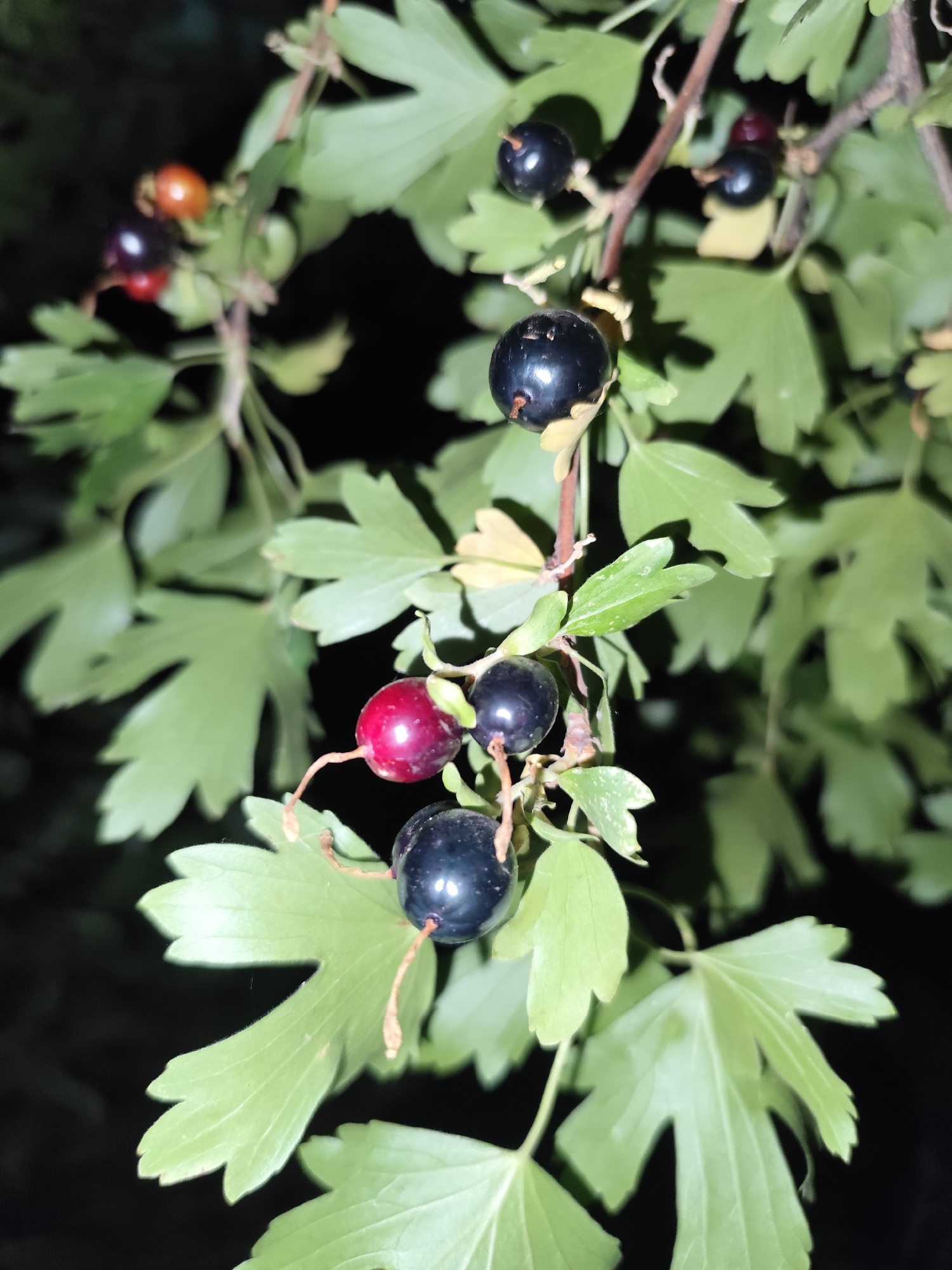 A close-up, medium shot captures a branch of a currant bush with several berries and green leaves against a dark, out-of-focus background. The berries are a mix of dark purple and a few are reddish-orange. The leaves are a light green and have a lobed, serrated shape. The image was taken at night, evidenced by the dark background and the artificial lighting creating reflections on the shiny berries. This image does not provide any information about the city of Қырғауылды, Kazakhstan.