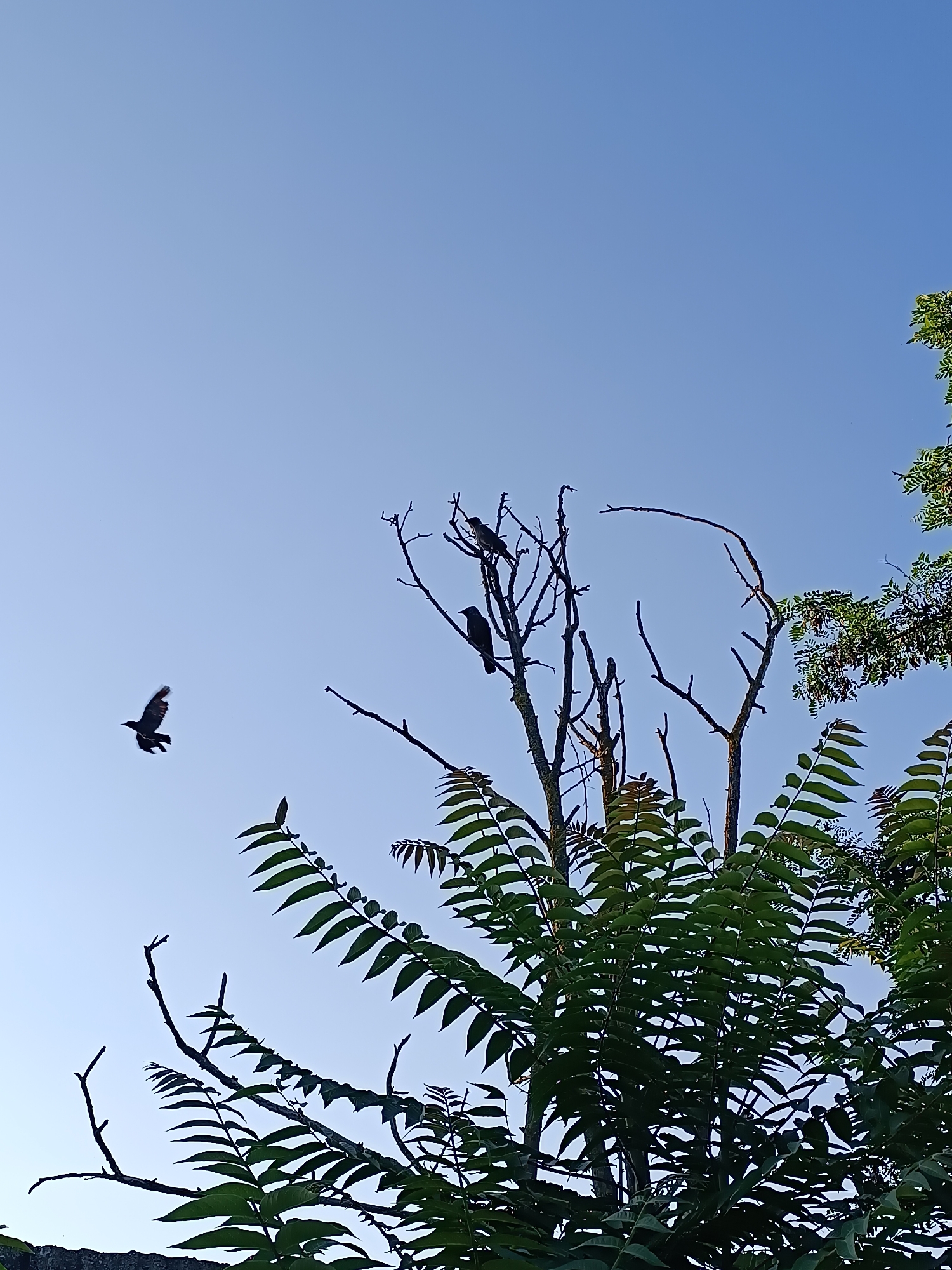 In Târgu Jiu, Romania, against a clear, pale blue sky, a lone bird is captured mid-flight on the left side of the frame. The bird is silhouetted against the sky, with its wings extended in a downward motion. On the right side of the image, a cluster of bare tree branches is visible, with two birds perched on them. One bird is positioned higher on a branch, and another is below it. In the foreground and extending from the right side of the frame, lush green foliage from a tree is prominent, with serrated leaves fanning out. The overall scene depicts a natural outdoor environment with avian life present.