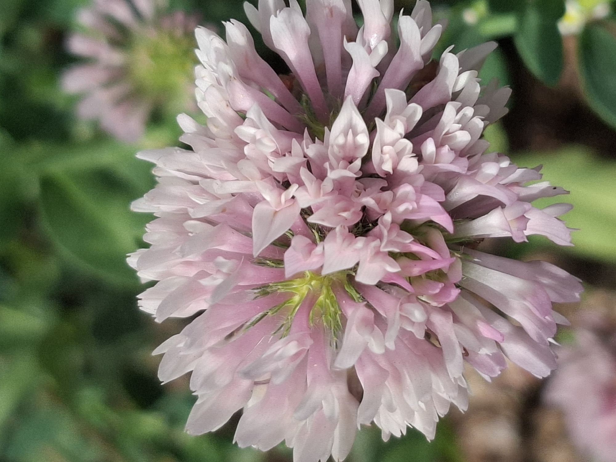 The image is a close-up, vertically oriented photograph of a pink clover flower with a shallow depth of field. The flower is in focus, displaying numerous small, tubular petals clustered together in a spherical head. The petals are a delicate shade of pink, with some appearing lighter or almost white at their tips. Green stems and sepals are visible at the center of the flower. The background is softly blurred, with patches of green foliage and hints of other pink flowers, suggesting an outdoor setting. There are no people, animals, or man-made objects visible. The image does not provide any information or visual cues to suggest a specific location within the city of Almaty, Kazakhstan.