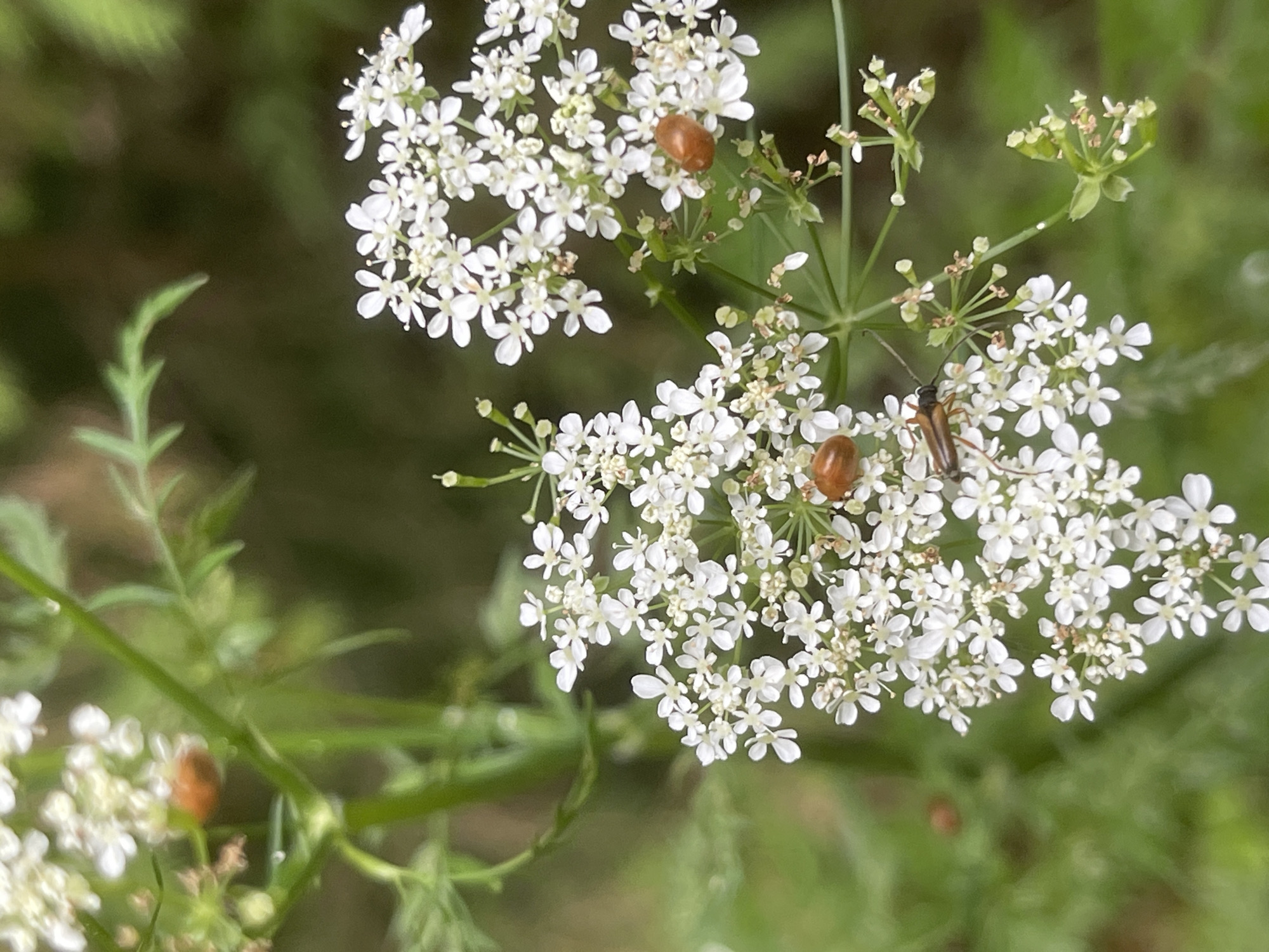 This is a close-up photograph of white Queen Anne's lace flowers with several insects. Two oval-shaped, reddish-brown insects, possibly ladybugs, are visible on different clusters of flowers. A longer, darker insect with antennae, likely a beetle, is also present on the flowers. The background is a soft blur of green foliage, suggesting an outdoor, natural setting. The lighting appears natural, indicating daytime. The overall mood is serene and focuses on the details of nature. There is no visible text in the image. The location context provided is Коротиха, Russia.