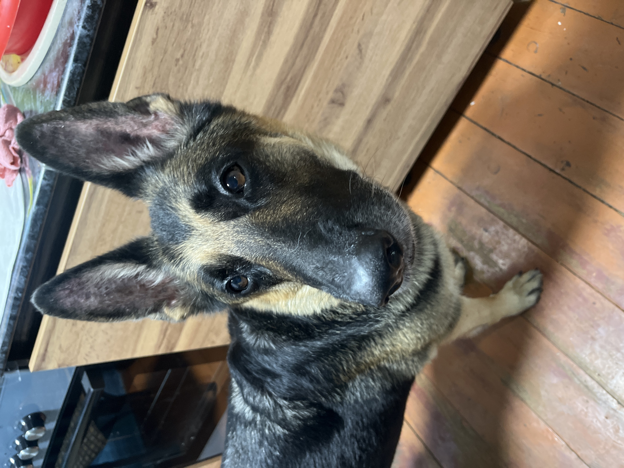 A German Shepherd dog stands on a wooden floor. The dog is mostly black and tan, with large ears and dark eyes. It is facing the camera and appears to be looking at something. In the background, there is a kitchen counter with a red bowl and a pink cloth, and a wooden cabinet. A stove is partially visible to the left. The scene is indoors, likely in a residential kitchen. The location of Nizhny Tagil, Russia, cannot be determined from the visual information present in the image.