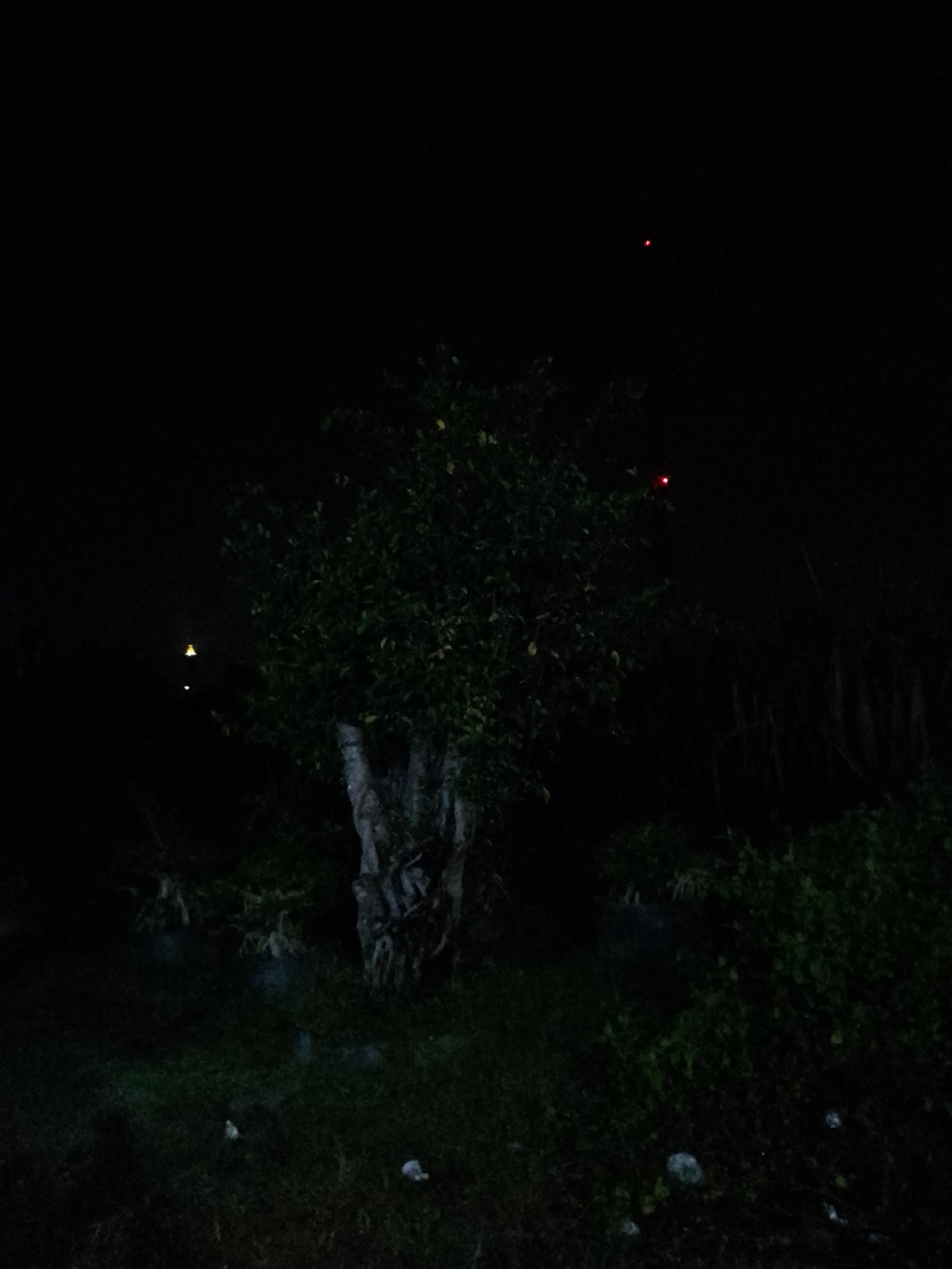 In the city of Kauman, Indonesia, this nighttime photograph captures a scene dominated by darkness, with a single tree as the central subject. The tree, with its gnarled trunk and dense foliage, stands in the center of the frame, silhouetted against the black sky. The surrounding environment is a dimly lit landscape, with patches of grass and vegetation visible in the foreground and midground. In the distance, two small red lights are discernible in the sky, possibly indicating distant lights or aircraft. A faint yellow light also appears to be present, its source unclear due to the darkness. The overall impression is one of a serene and slightly mysterious night scene, with the natural elements of the tree and vegetation contrasting with the man-made lights.