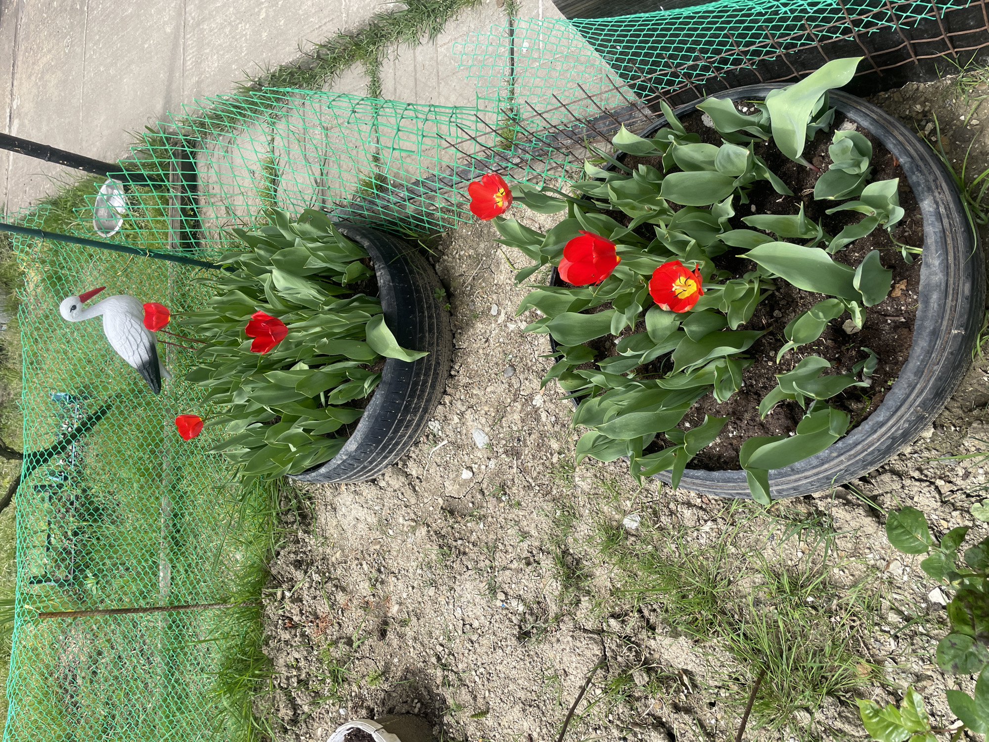 The image shows two black tire planters filled with red tulips and green foliage in a yard. A green plastic mesh fence is partially visible behind and to the left of the planters. A decorative stork is positioned within the fencing, near the left tire planter. The ground surrounding the planters appears to be dirt and sparse grass. A concrete pathway is visible in the upper left corner. The photo was taken outdoors during daylight. The location, Baranovka, Russia, is implied, not visually confirmed.