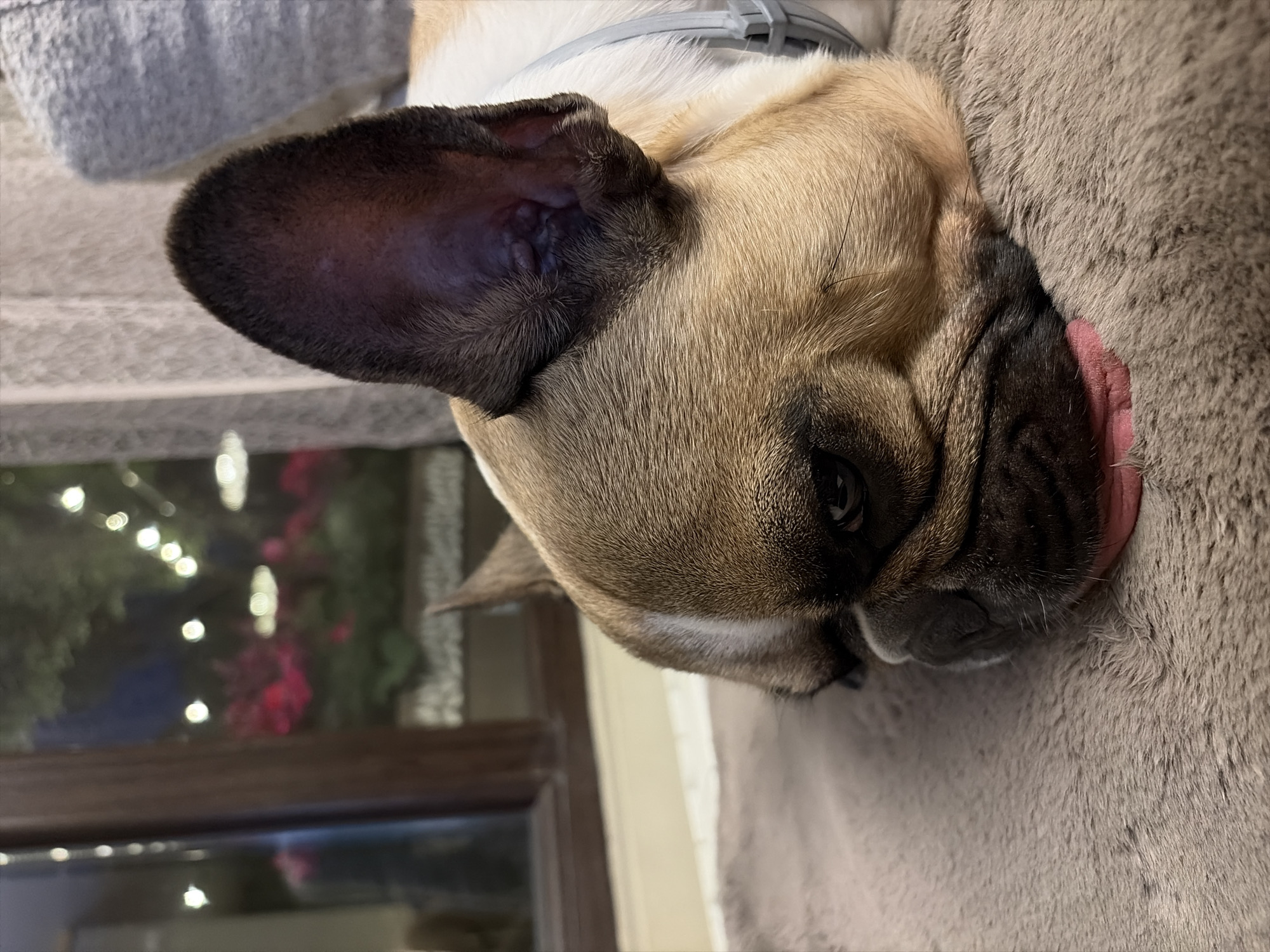 The image captures a close-up of a fawn-colored French Bulldog lying on its side, resting comfortably indoors in Sofia, Bulgaria. The dog's head is the primary subject, turned slightly and nestled into a soft, light brown or grey furry dog bed or blanket.
The dog's right ear, which is a dark brown, stands erect and is sharply in focus, prominent on the left side of the frame. A light gray collar is visible around the dog's neck. One dark, expressive eye is partially open, looking towards the viewer, while a small portion of its pink tongue gently protrudes from its mouth on the right, suggesting deep relaxation or sleep. The dog's fur is short and smooth, displaying various shades of tan and brown on its face and body.
In the blurred background to the lower left, a dark window frame is visible. Beyond the window, soft, out-of-focus lights create a bokeh effect, indicating an outdoor scene at night or late evening. These lights appear to be strung on plants or trees, with faint hints of red or pink foliage in the blurred distance. No visible text is present in the image. The overall mood is calm and peaceful, portraying a pet's tranquil rest.