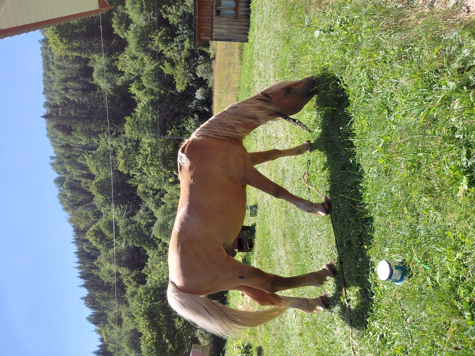 A light brown horse grazes in a grassy field under a clear blue sky. The horse, facing right and with its head down, is tethered by a dark rope around its neck. In the background, a dense forest covers a hillside. To the right of the horse is a small wooden structure with a window. The foreground shows lush green grass with a white and blue cylindrical object lying on it. The scene is set in the city of Chernyk, Ukraine, likely in a rural or semi-rural area given the natural surroundings.