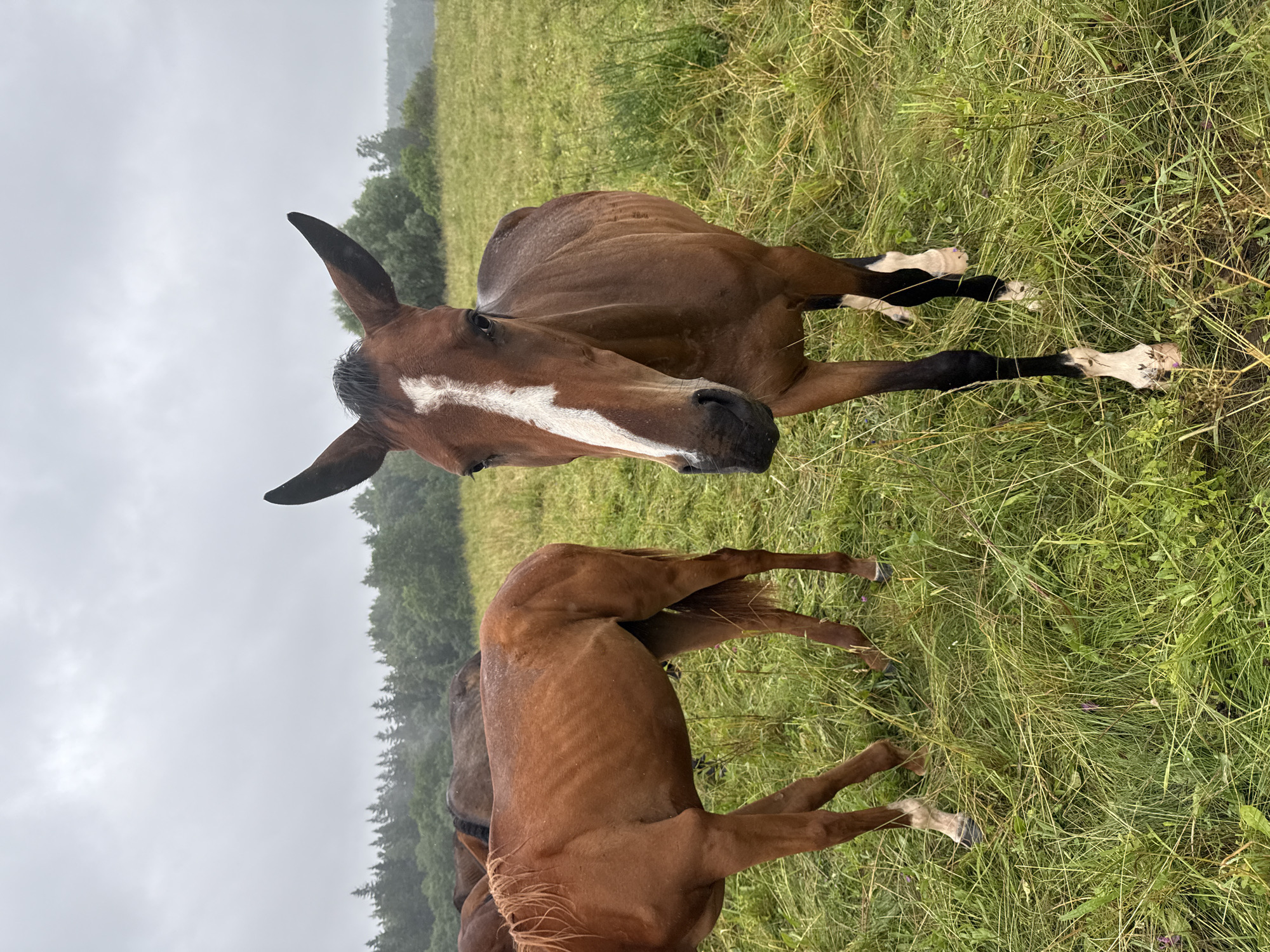 In Galinė, Lithuania, a brown horse with a white blaze on its face stands in a grassy field. The horse's ears are pointed forward, and it is looking directly at the camera. The horse has black lower legs with white markings on its hooves. In the background, other horses are visible, and a line of trees forms the horizon under a cloudy sky. The grass in the field is long and appears wet, suggesting recent rain.