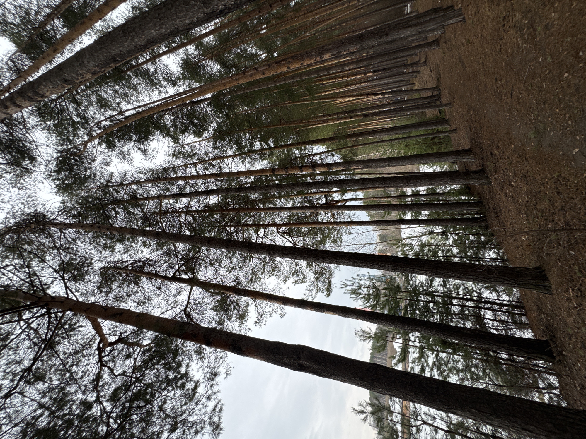 The image shows a view looking upwards into a dense forest, likely a pine forest given the tall, straight trunks of the trees. The trees are closely packed together, creating a visually rhythmic pattern of vertical lines. The ground to the side, visible between the trees, is covered in fallen pine needles. The sky is overcast, suggesting diffuse lighting conditions. Based on additional information, this location is in the city of Chaikovsky, Russia. The perspective is unusual, looking nearly straight up, which emphasizes the height and density of the forest.