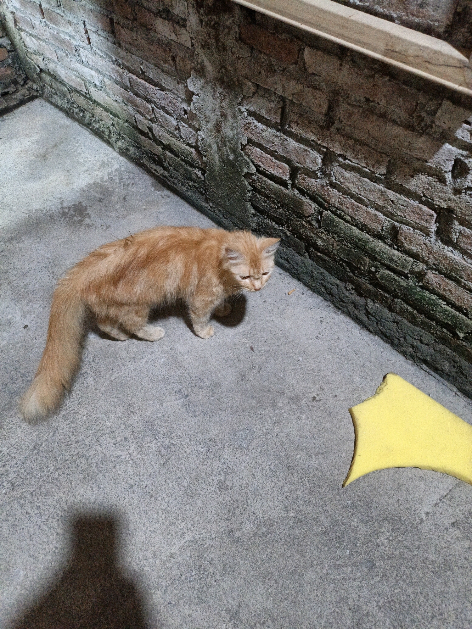 An orange-colored, long-haired cat stands on a concrete floor next to a brick wall. The cat is looking down and to the right, with its tail curled behind it. A piece of yellow foam is on the floor to the right of the cat. A shadow, likely cast by a person, is visible on the concrete floor in the lower left quadrant of the image. The environment appears to be an outdoor or semi-outdoor space, possibly a courtyard or alley, with a weathered brick wall and a rough concrete surface. The image was taken in Cikal, Indonesia.