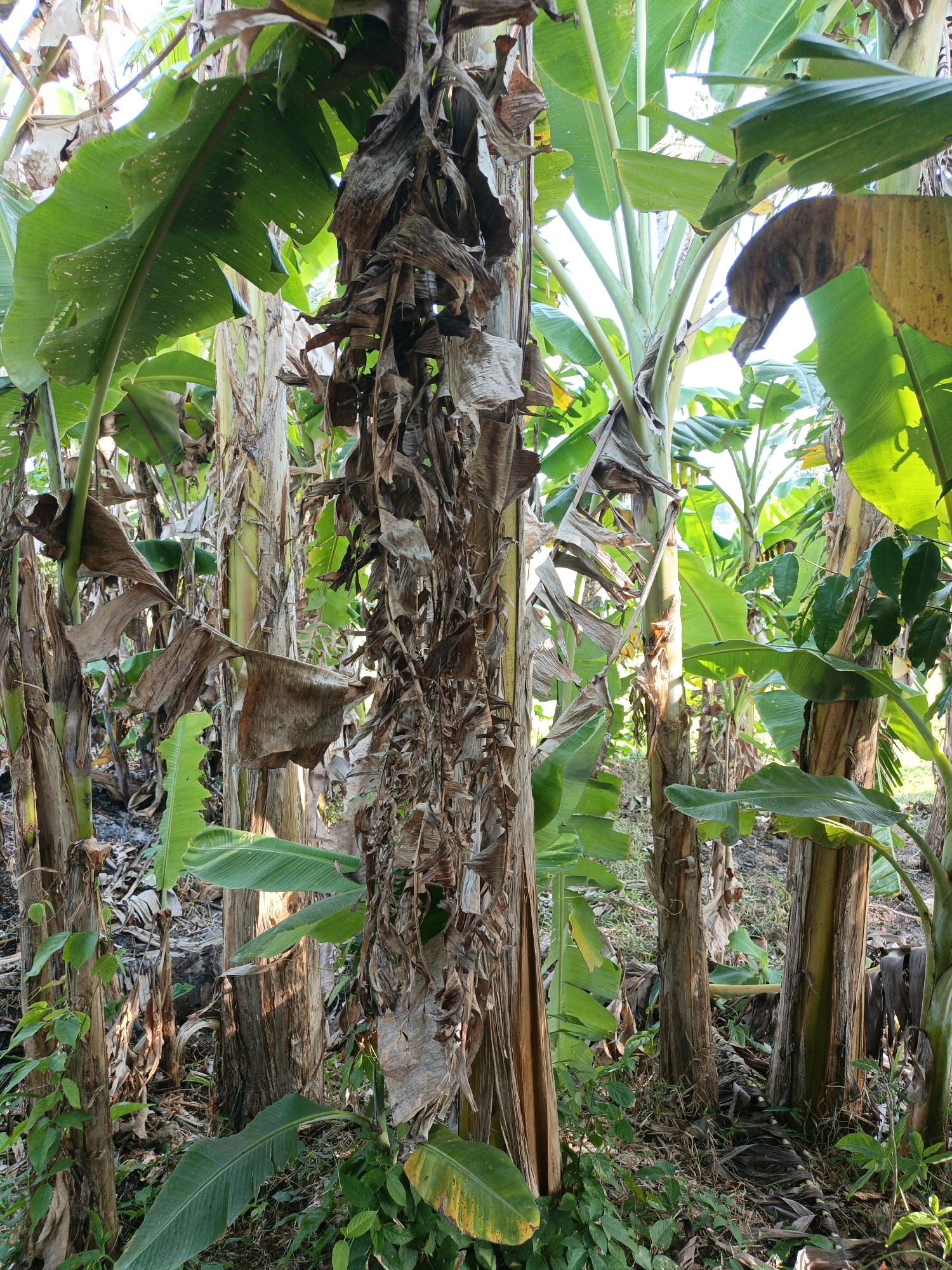 The image depicts a dense banana plantation in Kamulyan, Indonesia. The foreground is dominated by the thick, fibrous pseudostems of several banana trees, some of which are partially covered in dried, decaying leaves. Vibrant green banana leaves, some showing signs of minor damage, emerge from the tops of the trees and arch over the scene, creating a shaded canopy. The ground is covered in a layer of dry leaves, grass, and other organic debris, with some green undergrowth visible. The lighting suggests it is daytime, with sunlight filtering through the leaves and casting shadows, highlighting the textures of the bark and foliage. No people are present in the image. The environment is natural and appears untamed, characteristic of a rural agricultural setting.