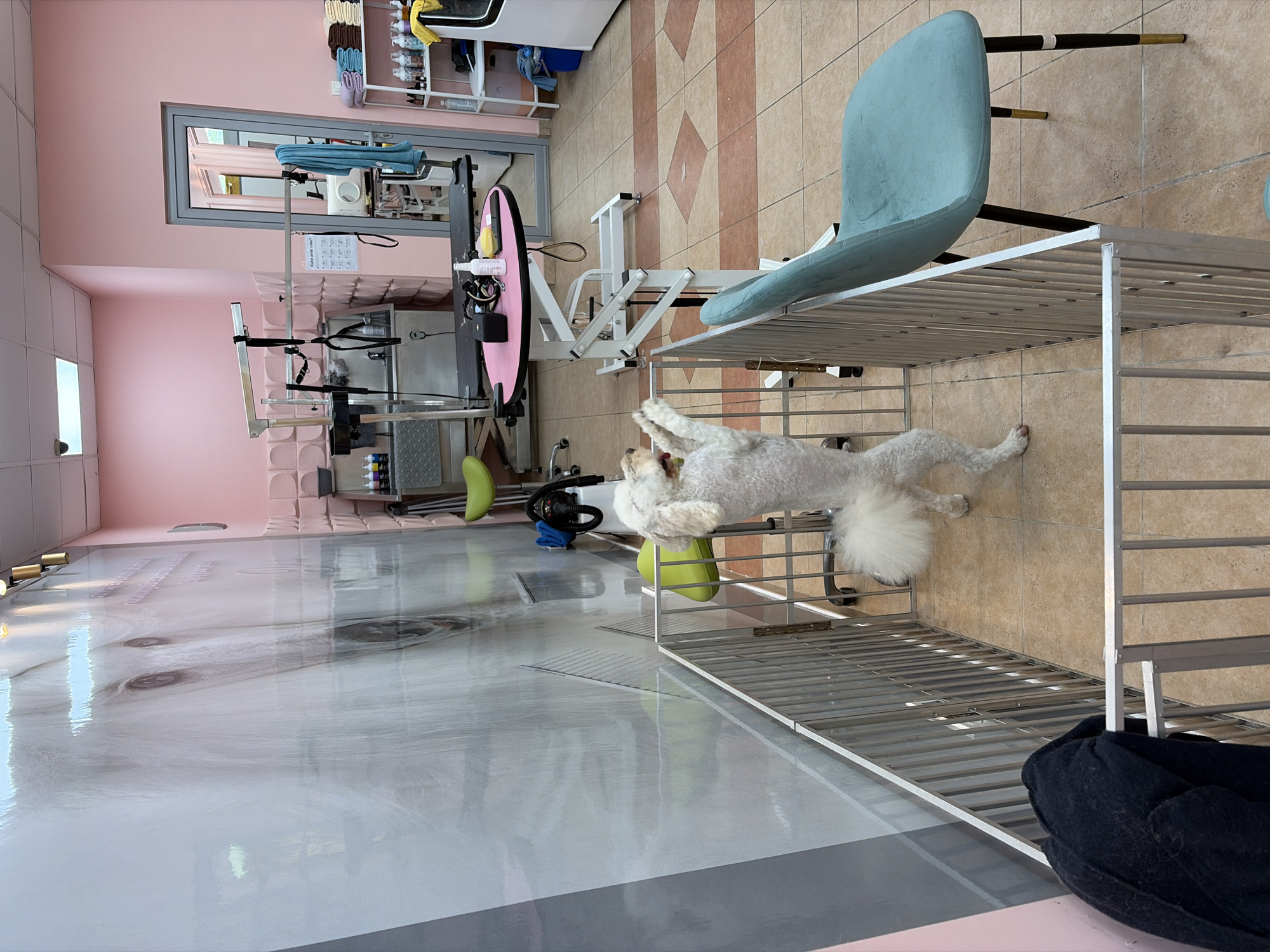 The image depicts the interior of a dog grooming salon in Budva, Montenegro. The room is painted pink and features a large mural of a dog's face on the left wall. In the foreground, a white poodle stands on its hind legs within a metal enclosure. The enclosure is made of silver metal bars. Adjacent to the enclosure, to the right, is a light blue upholstered chair with black legs tipped in gold. In the background, there are grooming tables, a sink, shelves stocked with grooming supplies, and a doorway. A black towel or garment is draped over the left side of the metal enclosure. The floor is tiled with a pattern of beige and reddish-brown squares. The overall impression is of a clean and functional pet grooming facility.