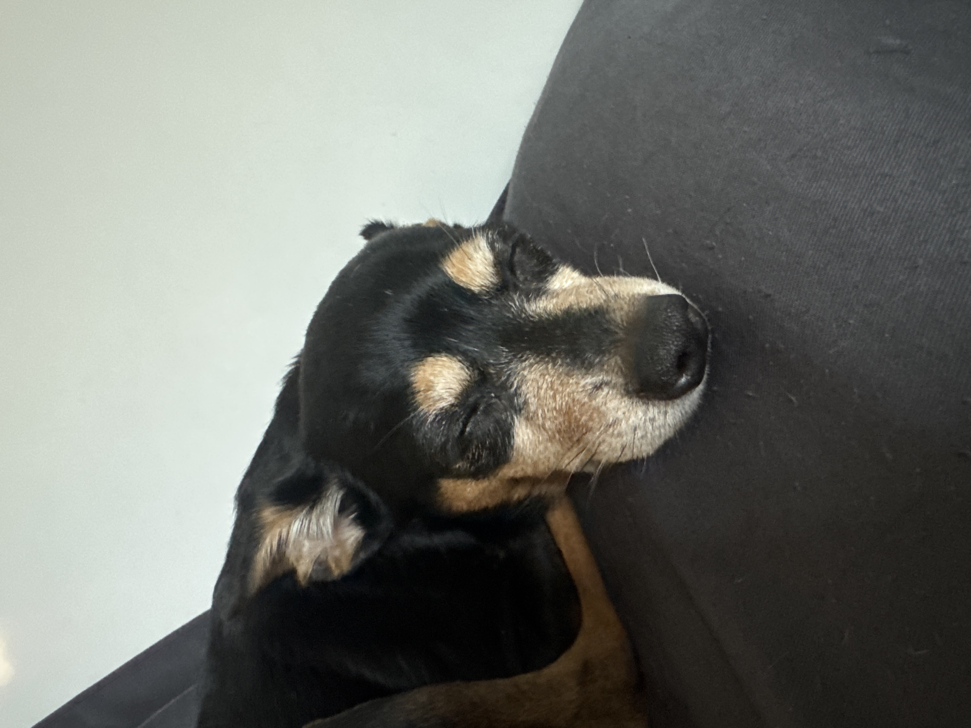 The image shows a close-up of a black and tan dog sleeping on a dark gray surface, likely a sofa or cushion. The dog's eyes are closed, and its head is resting on the surface. The background is a plain, light-colored wall. There are no people or other animals visible in the image. The scene is indoors, and the lighting suggests it is daytime. The location is not identifiable from the image itself; therefore, any mention of Sofia, Bulgaria, would be speculative and unsupported by the visual evidence.