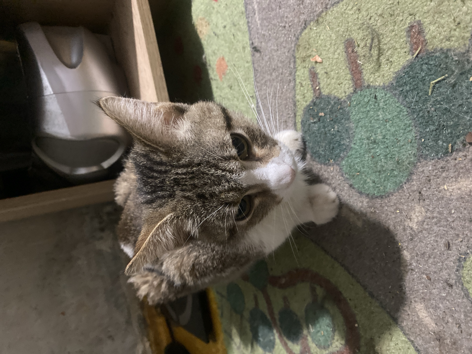 A medium shot captures a tabby cat with white markings sitting on a patterned rug indoors. The cat is positioned in the center of the frame, looking downwards with its head tilted slightly. Its fur is a mix of brown, gray, and white, with distinct tabby stripes on its head and back. The cat's eyes are visible, and its whiskers extend outwards. The rug beneath the cat features a colorful, abstract design with patches of green, brown, and orange. In the background, a wooden shelf is visible, holding a silver appliance. The wall behind the shelf appears to be made of concrete or a similar material. The overall lighting suggests an indoor setting, possibly a home environment. There is no discernible indication of the specific location within Samara, Russia, beyond it being an interior space.