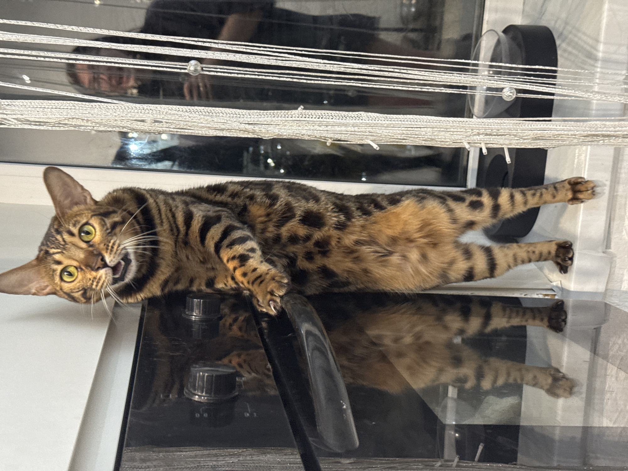 A Bengal cat with distinctive spotted and striped fur and bright green eyes is the central subject of this indoor image. The cat is lying stretched out on a dark, highly reflective surface, possibly a kitchen stovetop or counter. It looks directly at the viewer with an open mouth, suggesting it is vocalizing or in a playful pose. Its front right paw is visible with claws extended, resting on a black handle of an appliance, while its back legs are stretched out behind it.
Below the cat, its reflection is clearly visible on the glossy surface, mimicking its pose. To the left of the cat, there is a plain white surface. In the background, above the cat, are horizontal white blinds. Through the partially visible window or glass behind the blinds, a partial reflection of a person's face and hair can be seen, likely the individual taking the photograph. Two black control knobs are also visible on the dark appliance surface next to the cat. The scene appears to be an indoor setting, likely a kitchen or living area with a window. No text is visible in the image.