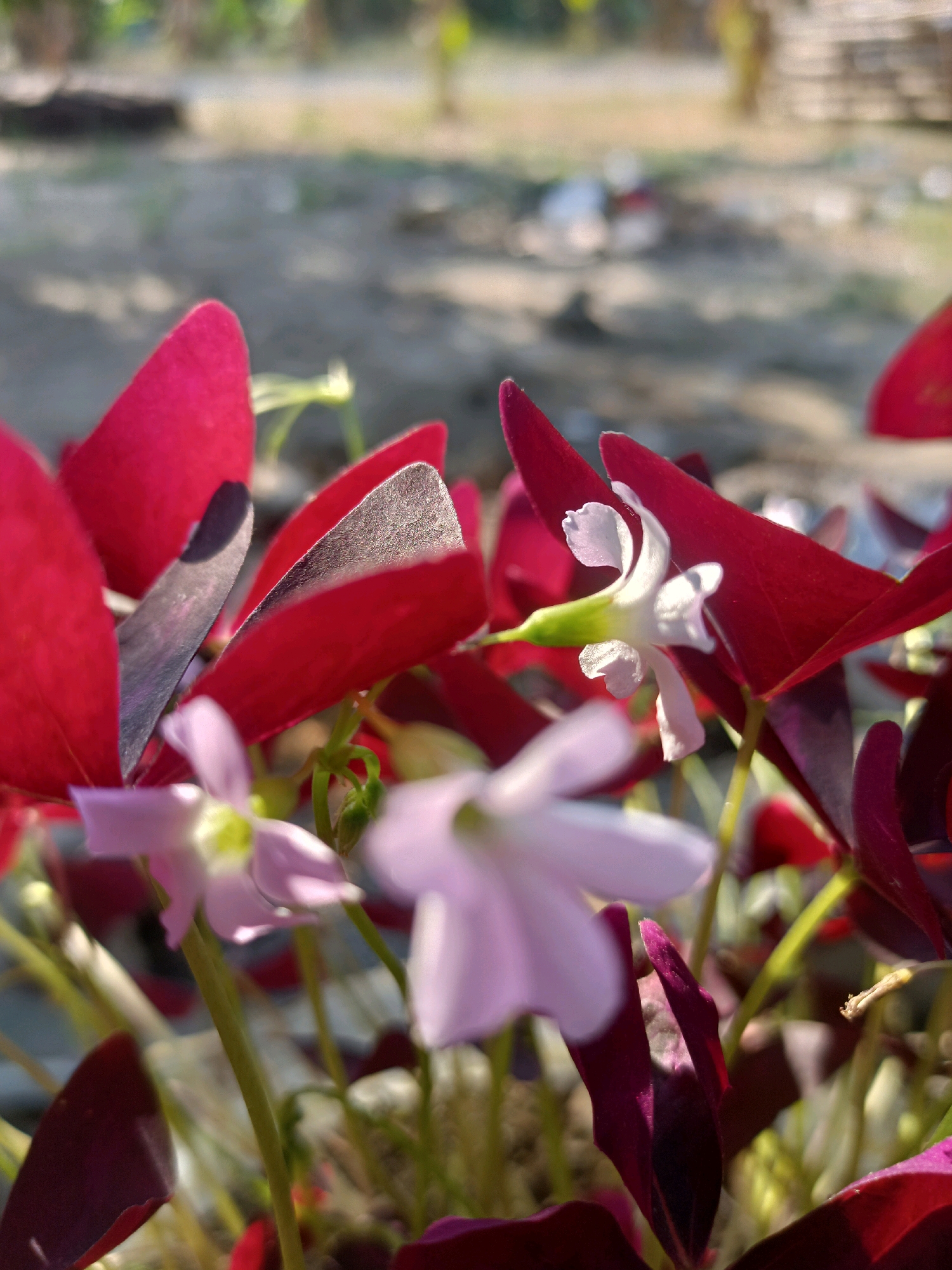 A close-up, low-angle shot features a cluster of dark red, heart-shaped leaves and delicate white and pale pink flowers. The background is blurred, showing sandy ground and hints of greenery and a wooden fence, suggesting an outdoor environment, possibly a garden or yard in Karangtalun, Indonesia. The lighting appears natural, with sunlight casting shadows on some of the leaves, highlighting their texture and the petals' fragility. There are no people or animals visible in the frame. The focus is sharpest on the central white flower and surrounding red leaves, while other flowers and leaves are softer, creating a sense of depth.