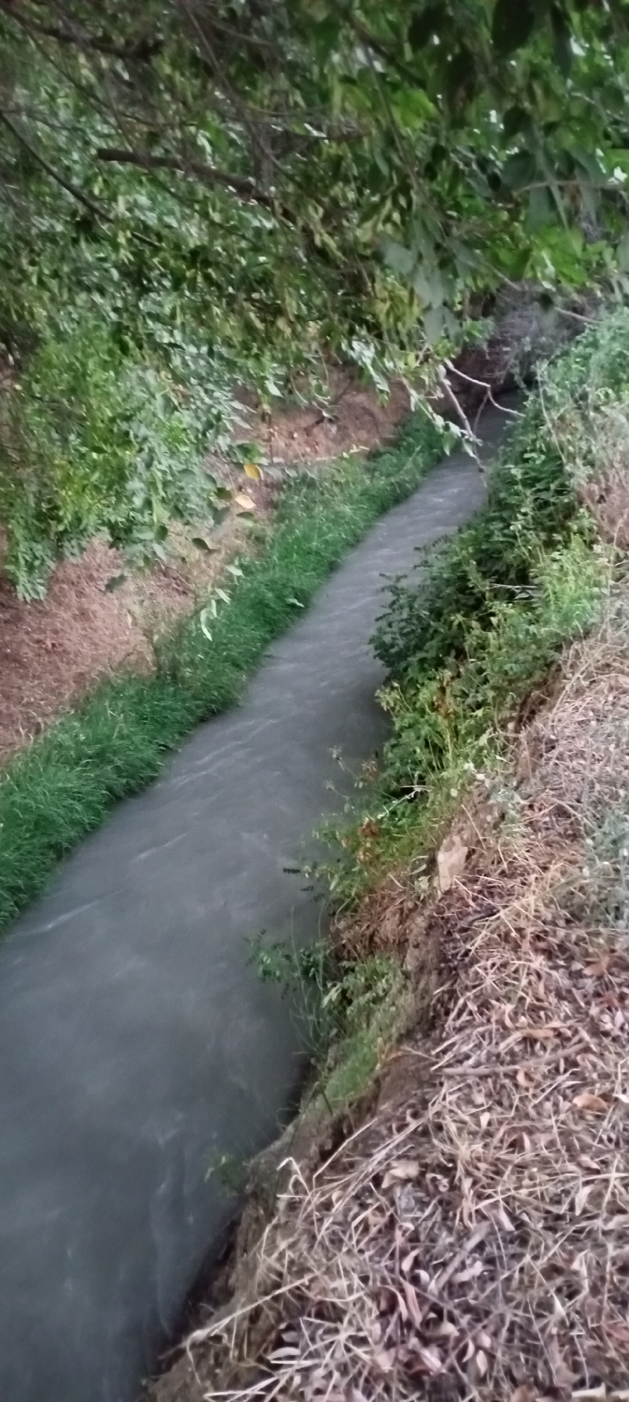 The image depicts a narrow, man-made canal or ditch flowing through a naturalistic setting. The water in the canal is a murky, grayish-brown color, suggesting it is not clean. The banks of the canal are overgrown with lush green grass on the left side and a mix of green vegetation and dry, brown brush and fallen leaves on the right side. Overhanging branches from trees with dense green foliage create a shaded canopy above the canal, casting shadows on the water and surrounding area. The terrain appears somewhat uneven, with exposed soil and dirt visible in places. The scene suggests an outdoor environment, possibly a rural or semi-rural area, consistent with the provided location of Romanovka, Kyrgyzstan. There are no people visible in the image, and no specific objects or actions are readily apparent beyond the natural flow of the water and the presence of vegetation. The overall impression is one of a natural waterway partially encroached upon by plant life.