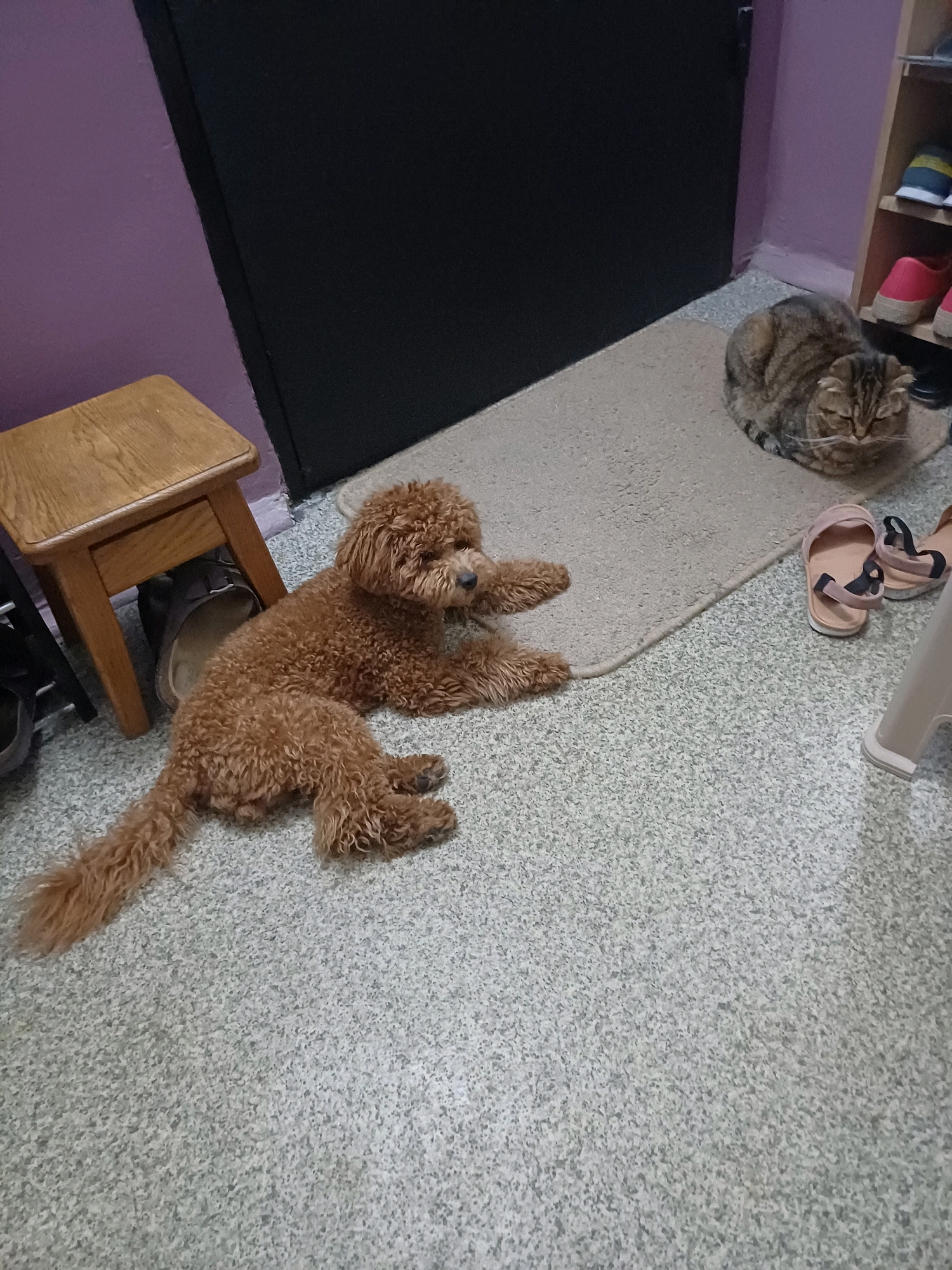 A brown poodle is lying on its side on a light-colored carpet. The poodle is facing to the right. To the left of the poodle is a wooden stool with a dark shoe underneath it. In the background, a tabby cat is curled up on the same carpet. Behind the cat, a shoe rack with several pairs of shoes is visible. The room appears to be an entryway or hallway. The walls are painted purple and a dark door is visible on the left. The flooring is a speckled gray linoleum. The scene is indoors.