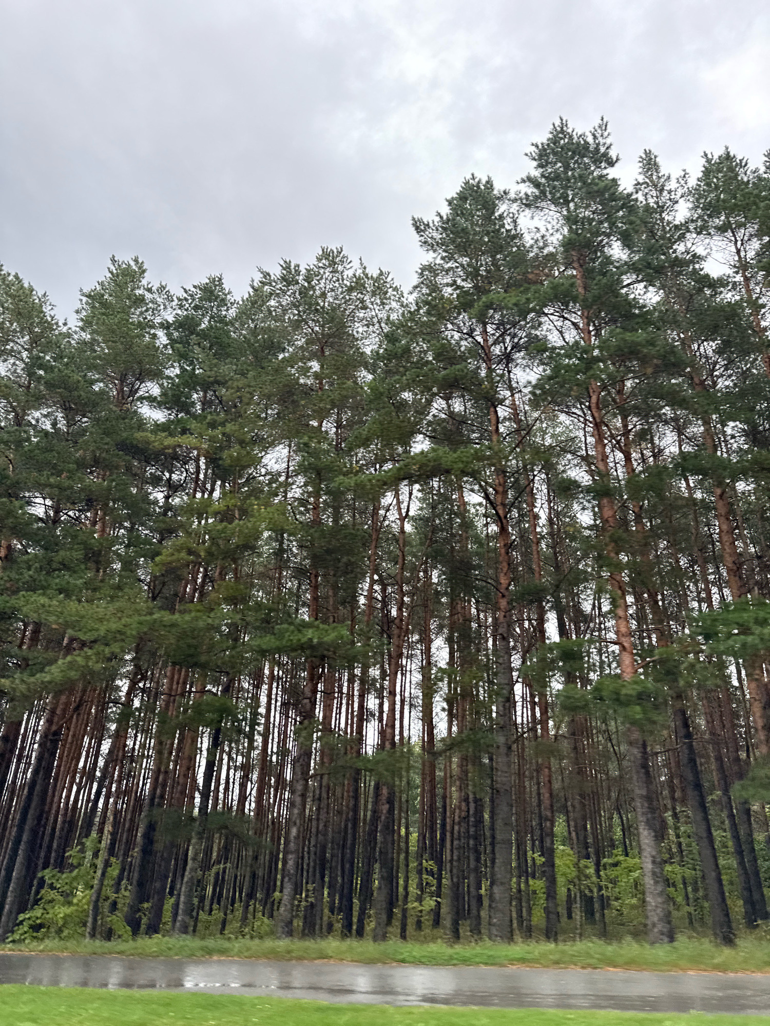 A dense forest of tall pine trees stands under an overcast sky. The trees are closely packed, with their trunks rising straight and their green needles forming a thick canopy. In the foreground, a wet asphalt road runs horizontally across the bottom of the image, bordered by patches of green grass. The scene appears to be in a natural setting, possibly a park or a roadside forest within the city of Tallinn, Estonia, though no specific landmarks are visible to confirm the exact location.