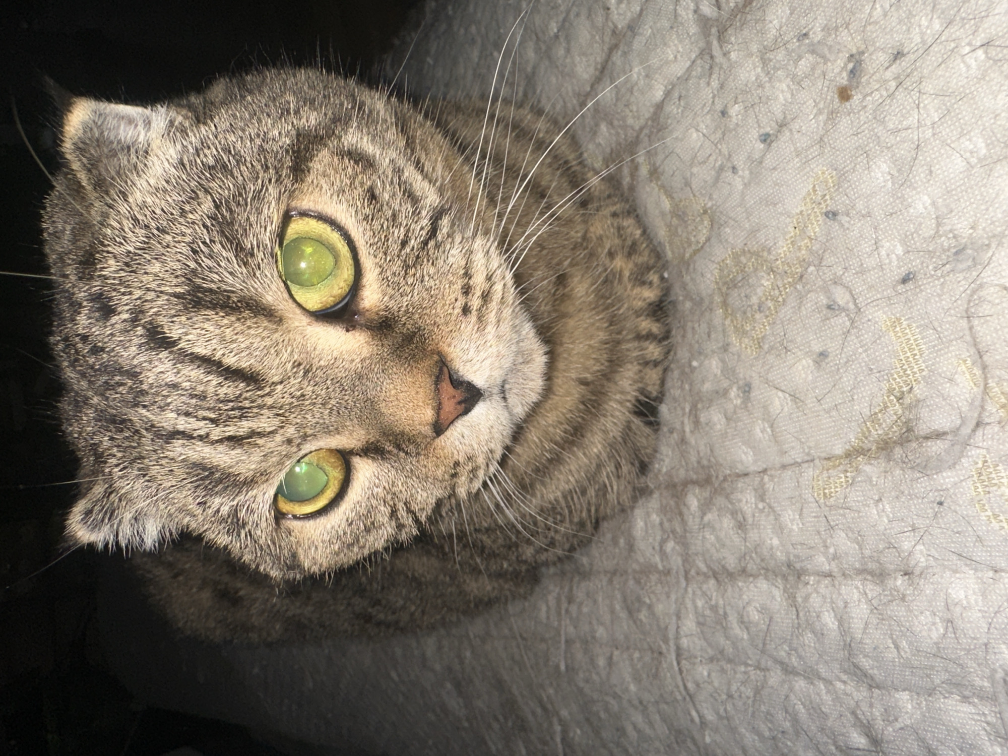 A close-up, high-angle shot focuses on the face of a tabby cat lying down on a textured, light-colored surface. The cat's fur is a mix of brown, black, and grey stripes. Its eyes are wide open and have a bright, luminous green color, with visible pupils reflecting light. The cat's ears are slightly folded back. Its nose is a dark pinkish-brown color, and white whiskers fan out from its muzzle. The surface beneath the cat appears to be a blanket or cushion with a slightly raised pattern, littered with fine grey and brown hairs. The background is dark and out of focus, suggesting a dimly lit indoor environment. There is no indication of the city of Virki, Russia, or any human presence in the image.