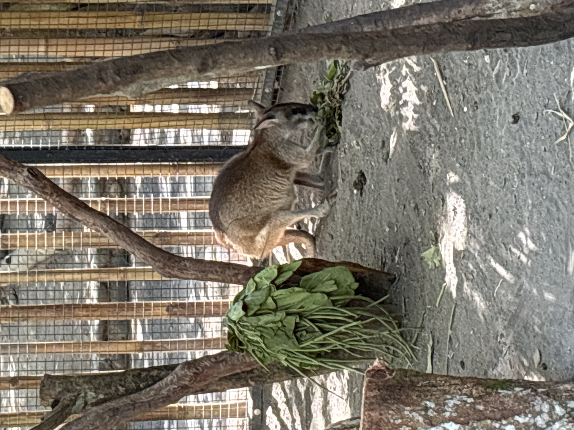 A brown wallaby is seen in an enclosure, eating green leaves off the ground. The wallaby is facing right, with its head down. The enclosure has a fence made of bamboo poles and wire mesh in the background. There are trees and branches within the enclosure, and the ground is covered in dirt and scattered leaves. The scene appears to be set during the day, with sunlight casting shadows on the ground. The image is taken in Sukawati, Indonesia.