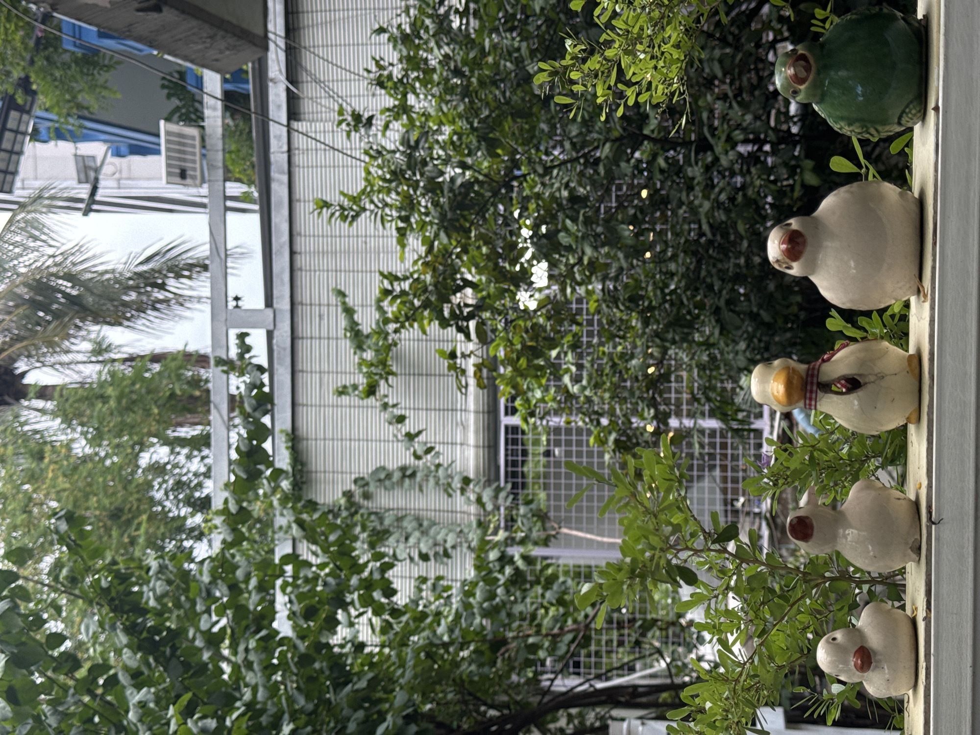 Five ceramic duck figurines are displayed on a white ledge in front of lush green foliage. From left to right, the first duck is white with a red beak and no discernible markings. The second duck is also white with a red beak and a small red spot on its head. The third duck is off-white with a red beak, a red and white checkered scarf around its neck, and a hole in its chest. The fourth duck is off-white with a red beak and no other markings. The fifth duck is green with a red beak. Behind the ducks, dense green leaves and branches create a natural backdrop. In the background, a white building with horizontal louvers and a blue section is visible, along with metal railings and what appears to be a solar panel. The overall scene suggests an outdoor setting in an urban environment.
