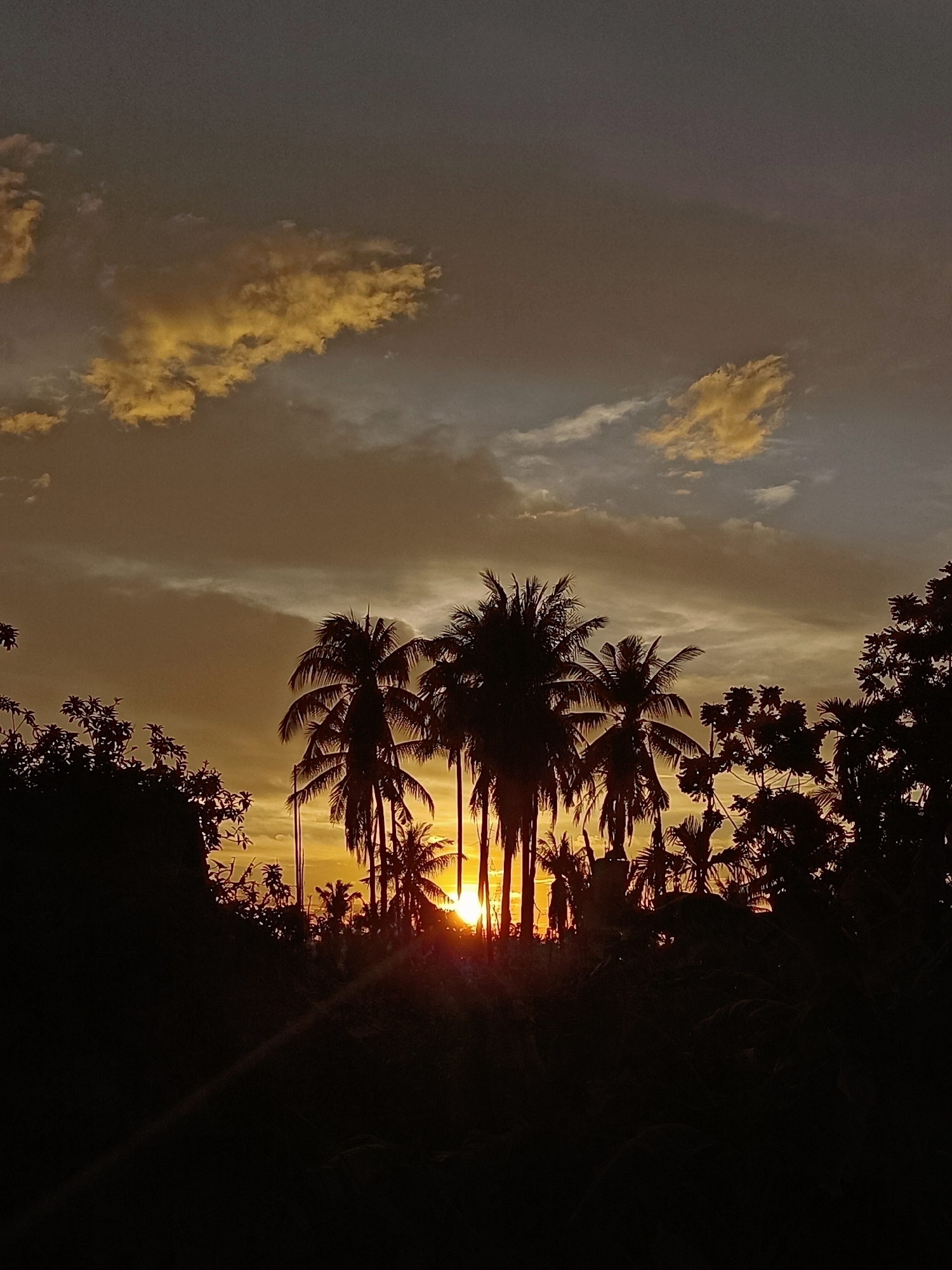 This photograph captures a sunset scene in Blang Cut, Indonesia, featuring silhouetted palm trees against a dramatic sky. The sun is partially obscured by the trees, casting warm golden and orange hues across the sky. Wispy clouds, tinged with yellow and gray, are scattered across the upper portion of the frame. The foreground and middle ground are dominated by the dark silhouettes of various trees, including several prominent coconut palms with their characteristic fronds. The setting sun creates a lens flare effect, with rays of light emanating from behind the trees. The overall atmosphere is one of a tropical evening in a rural or natural setting within the Indonesian landscape.
