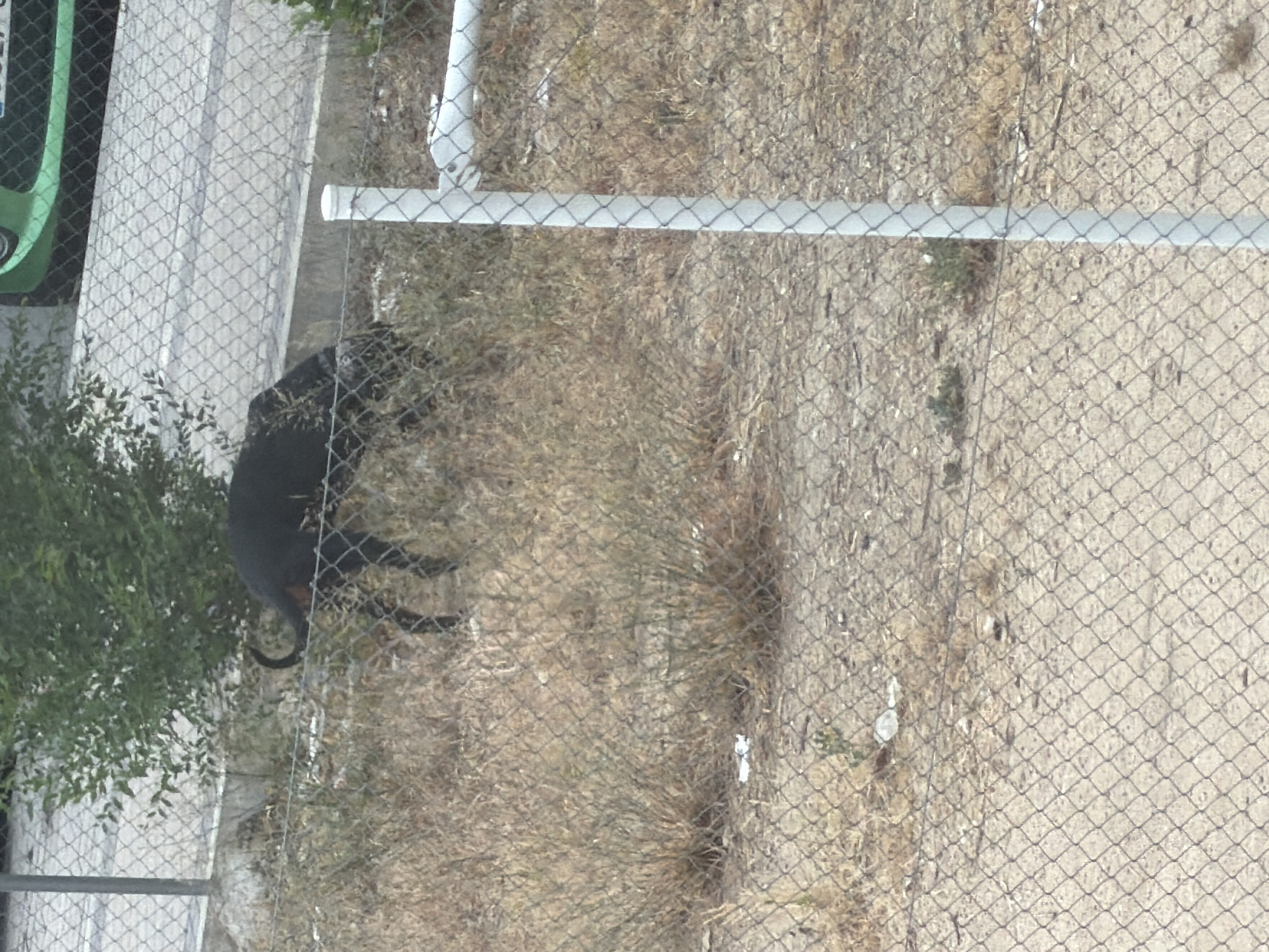 A black dog is on its side, in a grassy, dry area, partially obscured by a chain-link fence. The dog appears to be in distress. In the background, a green car is visible, along with a bush and a concrete barrier.