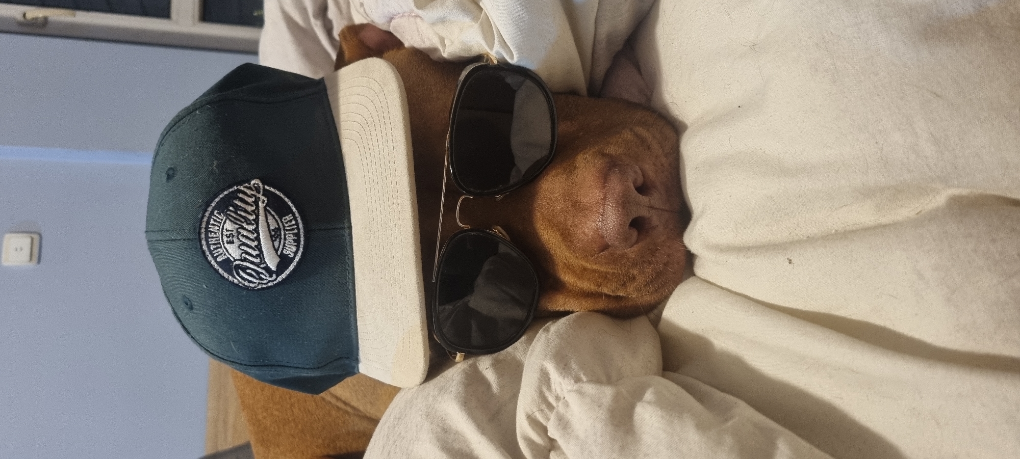 An overhead, slightly angled shot captures a reddish-brown dog lying relaxed, partially obscured by light-colored bedding. The dog's face is adorned with accessories: a dark teal baseball cap is worn backward, showcasing its white brim and a circular embroidered patch. The patch prominently features stylized text, including "AUTHENTIC," "EST," "QUALITY," and "SUPPLIER." A pair of black aviator sunglasses, with a gold-colored frame, rests over the dog's eyes, covering them completely.
The dog's snout and moist, brown nose are visible between the sunglasses and the bedding. Its fur appears short and smooth. The bedding, a soft, crumpled fabric in an off-white or cream color, envelops much of the dog, suggesting a cozy indoor environment. In the upper left background, a plain light blue wall is visible, featuring a simple white rectangular light switch or outlet. The scene evokes a sense of relaxed comfort with a humorous, personified touch.