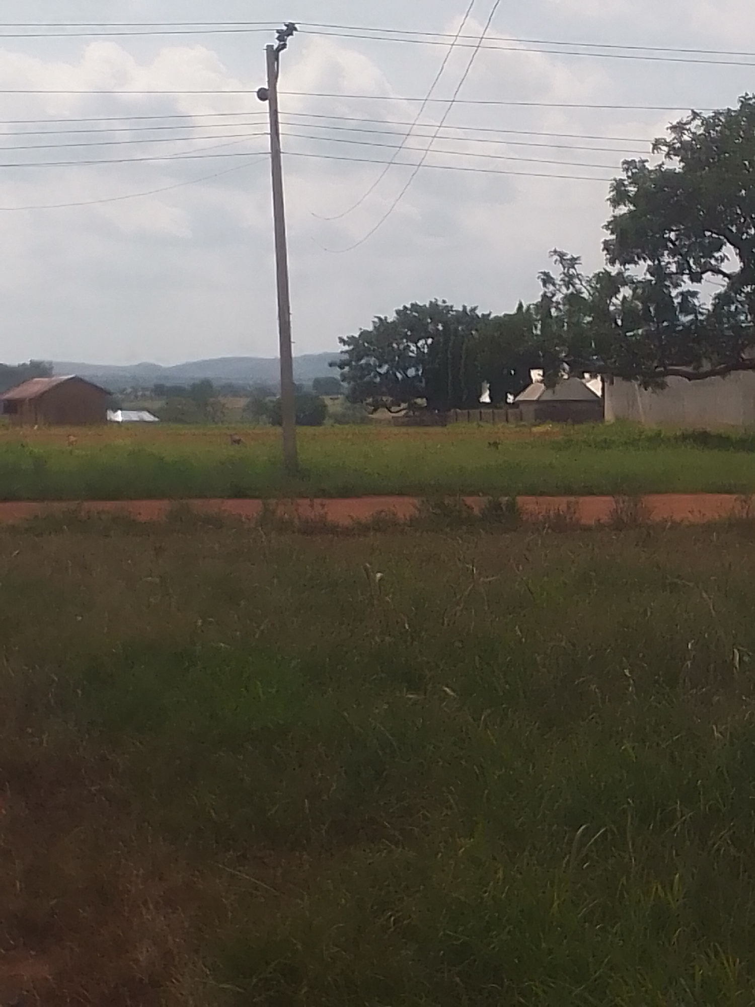 The image depicts a rural landscape, likely in Kachia, Nigeria. A wooden utility pole with wires runs vertically up the center-left of the frame, against a cloudy sky. In the background, a cluster of trees and several buildings are visible, including what appears to be a single-story house with a reddish-brown roof on the left and a larger, lighter-colored building on the right. A dirt road or path separates the foreground, which is covered in tall green grass, from the background area where the buildings and trees are situated. The environment appears to be a savanna or grassland.