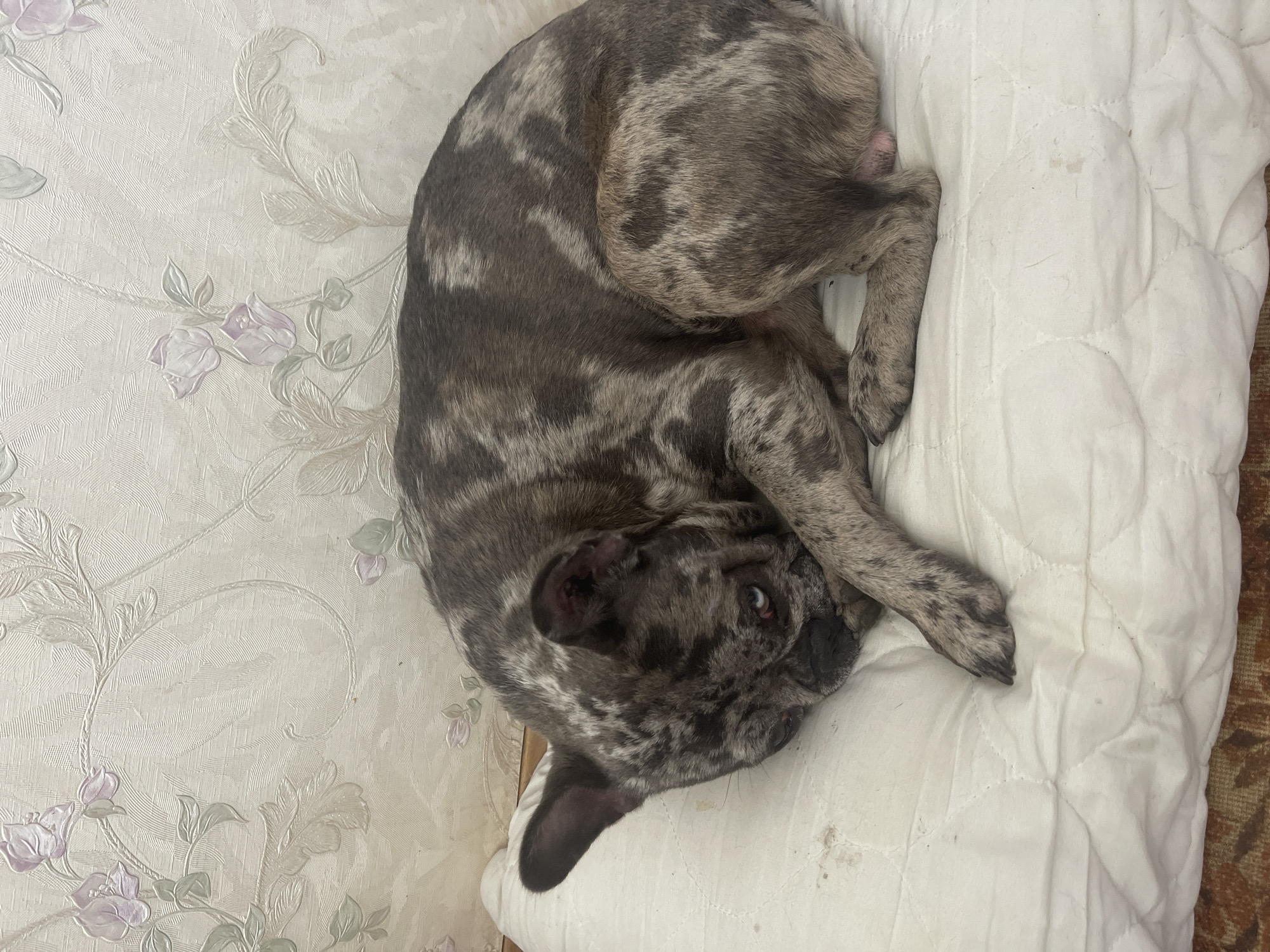 A merle French Bulldog lies curled on a white quilted cushion. The dog's fur is a mottled pattern of grey and black. The cushion is on a surface that appears to be a floor or a low piece of furniture, covered by a rug with a brown and orange pattern. Behind the cushion is a wall with textured wallpaper featuring a floral pattern in pale purple and green. The overall scene suggests an indoor domestic setting. The location of Khimki, Russia is not depicted in the image.