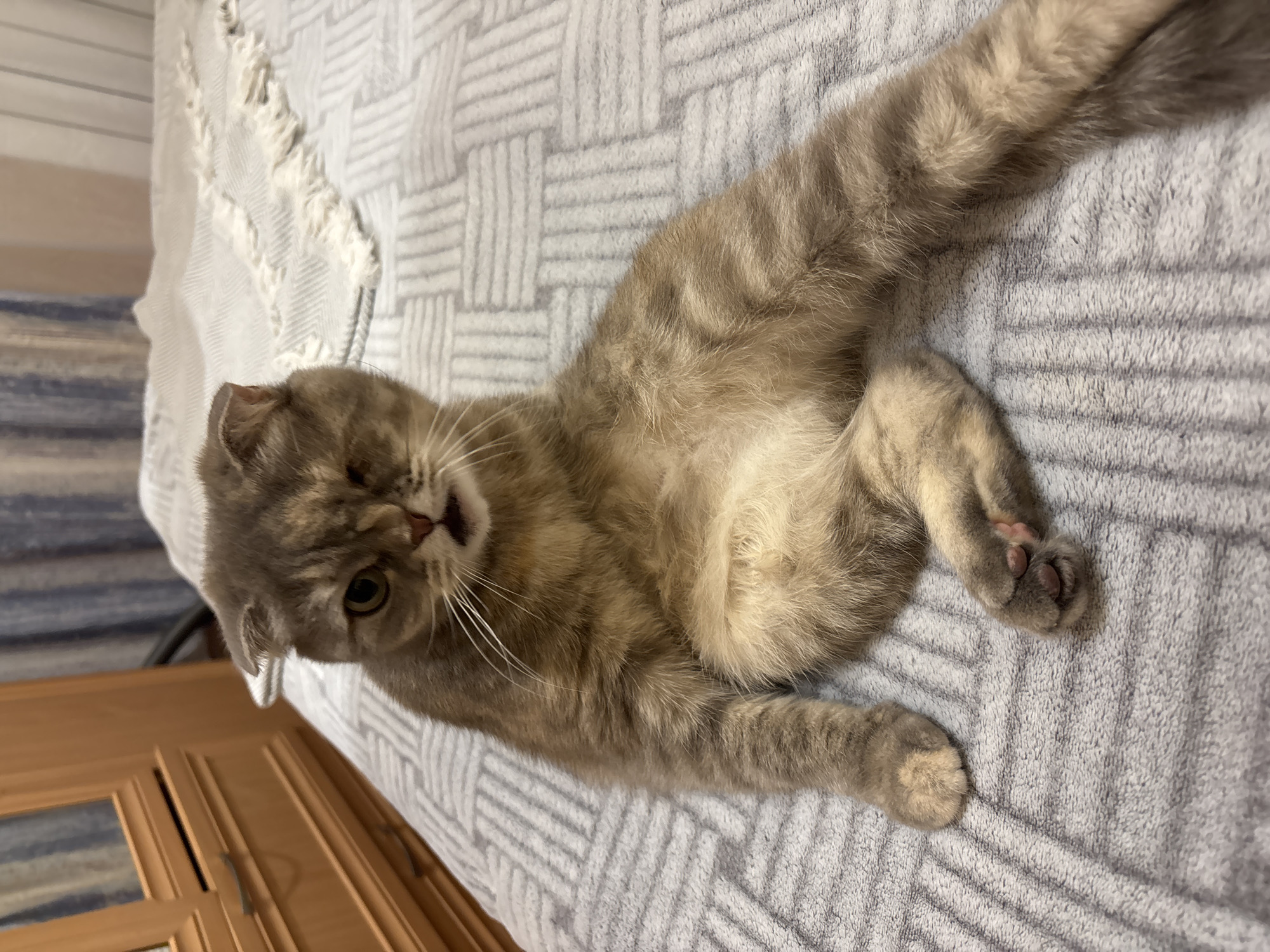 A gray tabby cat lies on its side on a gray and white patterned blanket. The cat is positioned diagonally across the frame with its head towards the left and its body stretching towards the right. The cat has one eye visible and its mouth slightly open. A light wood-colored cabinet or drawer is visible in the bottom left corner. The blanket has a textured, woven pattern. The location is unspecified.