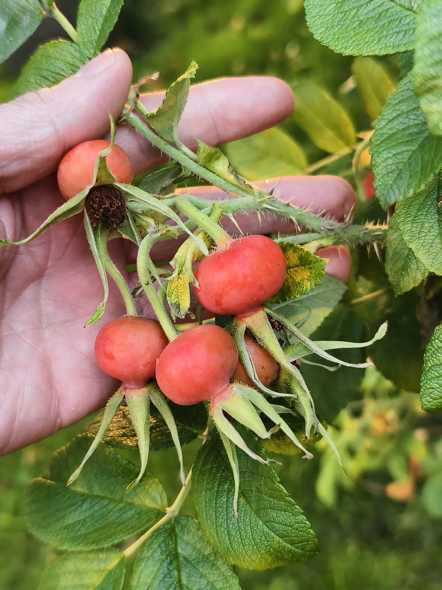 A close-up, high-angle shot shows a person's hand gently holding a cluster of rose hips against a blurred background of green foliage. The rose hips are a vibrant orange-red, some with remnants of their calyx attached. The hand, with visible skin texture, is positioned to cradle the berries. The stems are green and slightly fuzzy, with sharp thorns visible on the branch. The lighting suggests it is daytime, likely late afternoon due to the warm tones. The scene is devoid of any specific landmarks that would allow for identification of a city, country, or specific location, including Tczew, Poland.