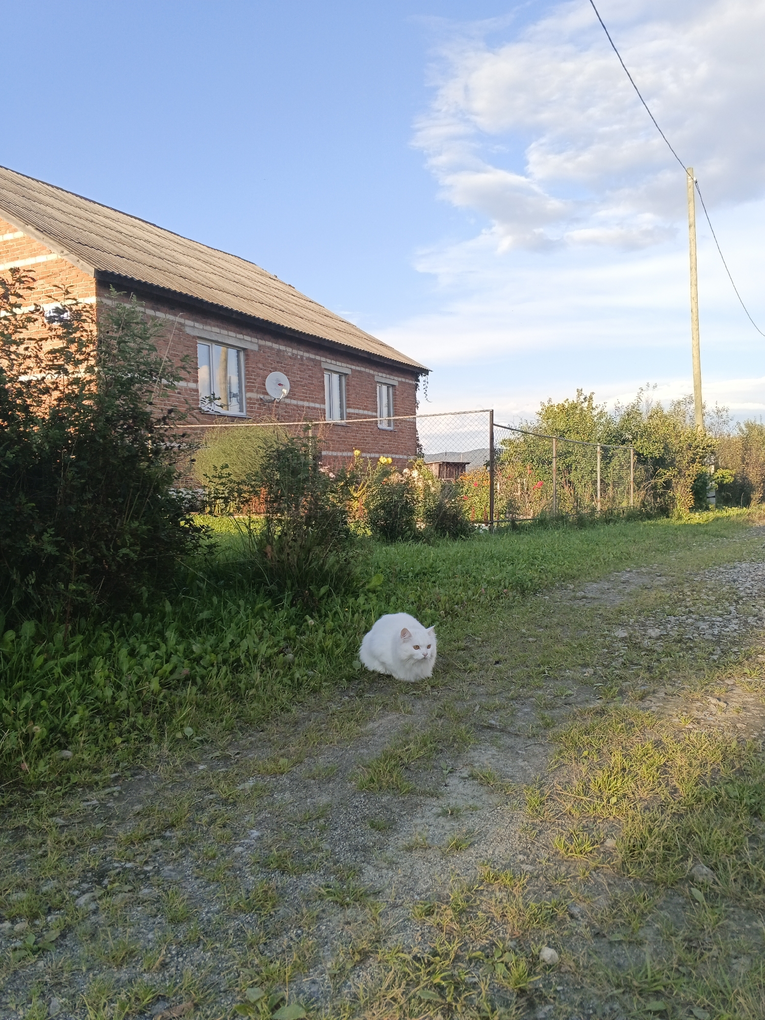 A white cat with yellow eyes sits on a gravelly dirt path in front of a brick building with a grey corrugated roof. The building has several windows and a satellite dish attached to its exterior. To the left of the building is a dense green bush. Behind the building, a chain-link fence encloses a garden area with flowering plants and trees. In the background, a wooden utility pole stands tall against a blue sky with scattered white clouds. The scene appears to be in the village of Medvedyovka, Russia.