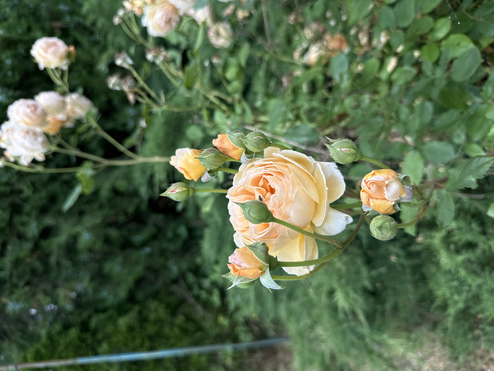 A close-up, angled shot features a cluster of pale peach and cream-colored roses and rosebuds against a blurred background of green foliage. A single, partially opened rose is prominent in the center, with its delicate petals unfurling to reveal a darker peach hue at its core. A small, dark insect is visible on one of the petals of this main rose. Several rosebuds, some tightly closed and green, others showing hints of peach color, are scattered around the bloom. The scene appears to be outdoors, likely in a garden setting, given the presence of roses and lush greenery. The lighting suggests it might be daytime, possibly late afternoon or early evening, with a soft, diffused light. There are faint hints of spiderwebs in the upper right portion of the image. A blue metal railing is partially visible at the bottom of the frame. The overall impression is one of natural beauty and the quiet serenity of a garden in bloom. The location context of Obukhivka, Ukraine, does not provide any further visual cues within the image itself. There is no visible text.