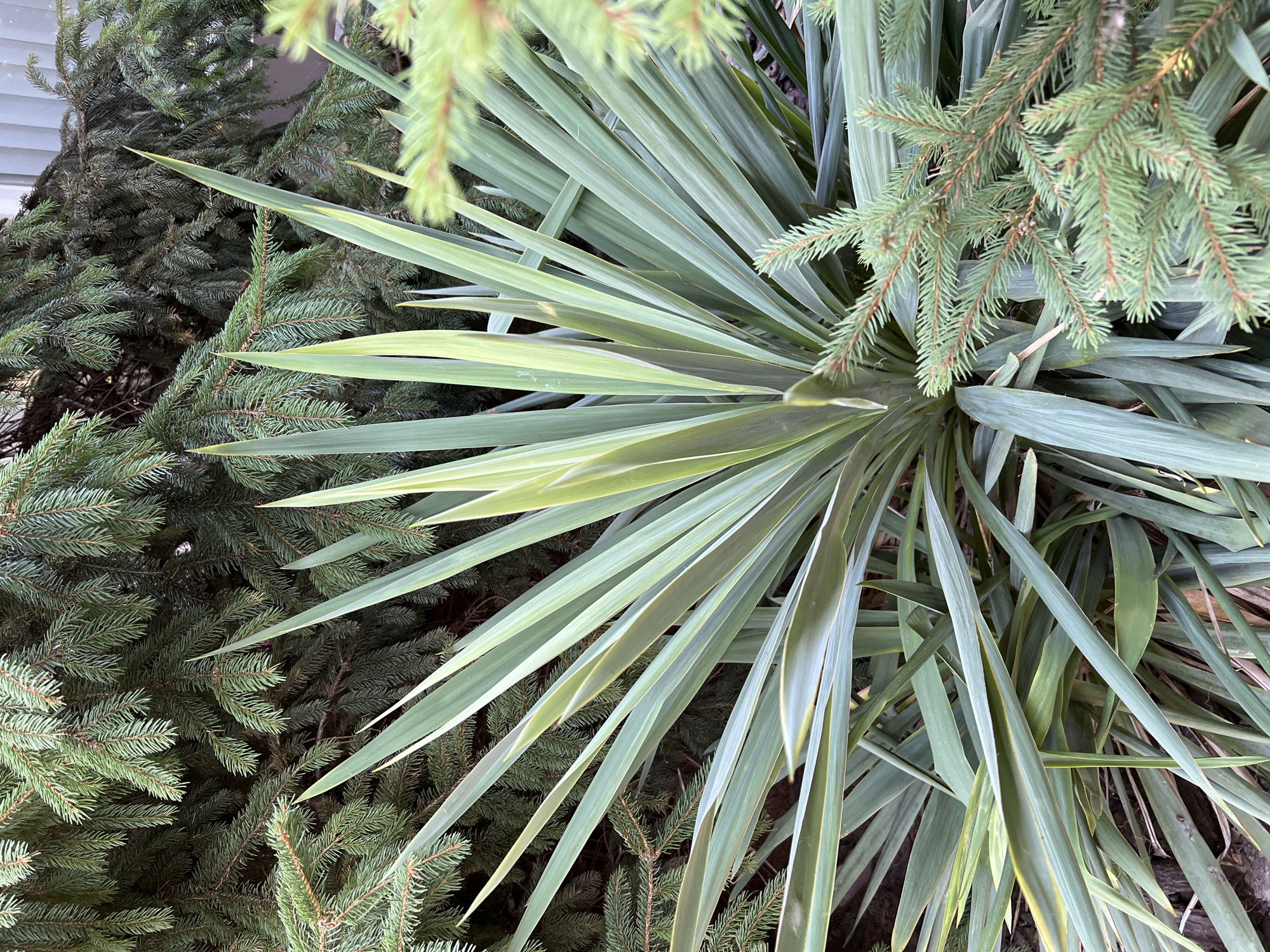 A close-up, eye-level shot shows a cluster of Yucca filamentosa plants with their long, sword-like green leaves, tinged with yellow along the edges, in the foreground. These plants are surrounded by the dense, dark green foliage of evergreen trees, likely fir or spruce, which fill the background and frame the Yucca. The lighting suggests it is daytime, with soft shadows indicating diffused sunlight. The scene appears to be a garden or park setting. There are no people or animals visible. The image is sharp and in focus, showcasing the textures of both the Yucca leaves and the evergreen needles. The location is not specifically identifiable as Fontanka, Ukraine from the visual information provided.