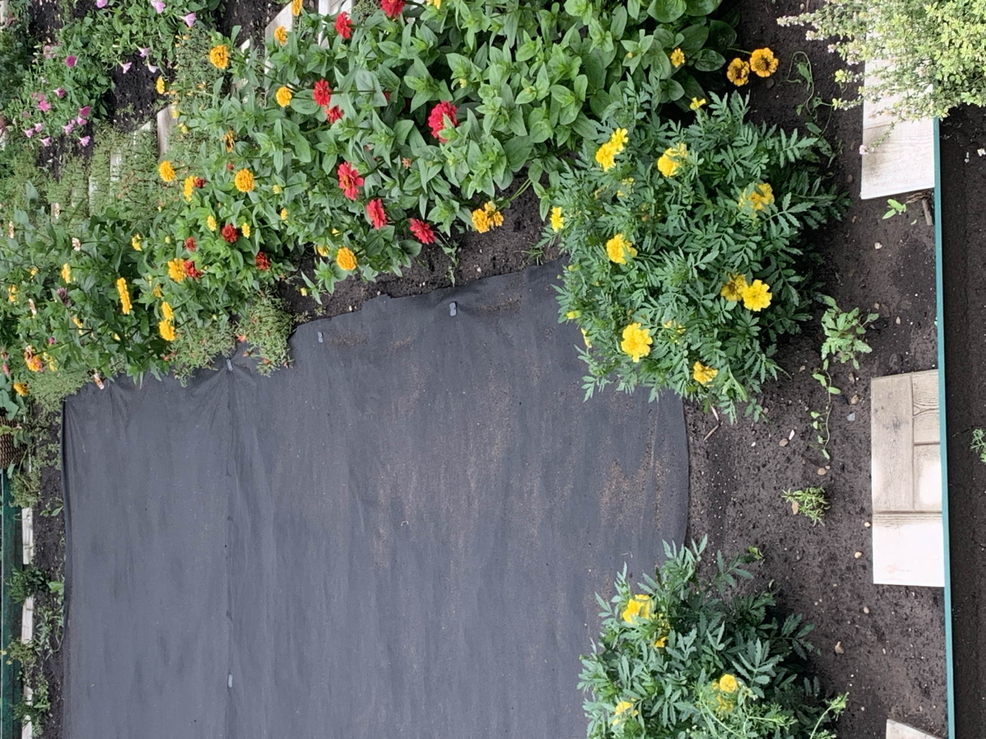 This image depicts a garden bed in Dubnik, Russia, featuring a variety of flowers and landscaping materials. A large section of black landscape fabric covers the ground on the left side of the frame. Adjacent to this fabric, on the right, is a densely planted flower bed showcasing an array of colorful blooms, predominantly in shades of yellow, red, and orange. Among these are zinnias and marigolds, with their vibrant petals and green foliage. Scattered throughout the garden are light-colored stepping stones or pavers, some laid directly into the dark soil. The background suggests a well-maintained garden environment with more greenery and flowers extending beyond the immediate focus. There are no people visible in the scene. The overall impression is one of a carefully cultivated outdoor space.