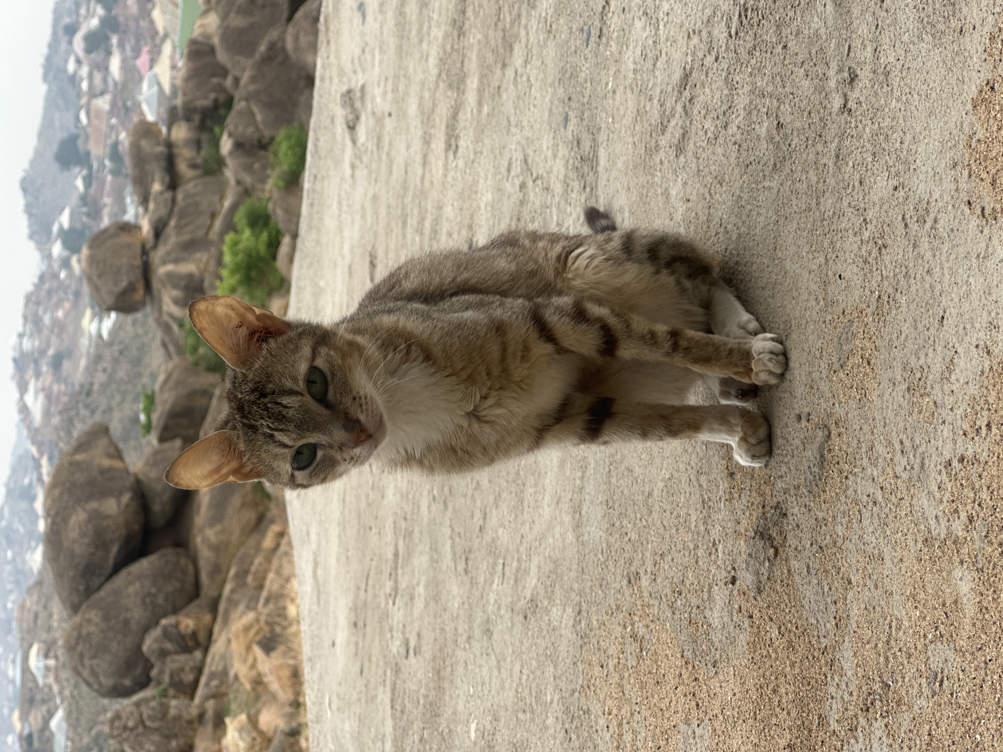 A cat rests on a concrete surface. The cat is light brown with dark brown stripes, and has green eyes. The cat is looking at the camera. Behind the cat is a background of rocks and what appears to be a city. The city in the background is Jos, Nigeria.