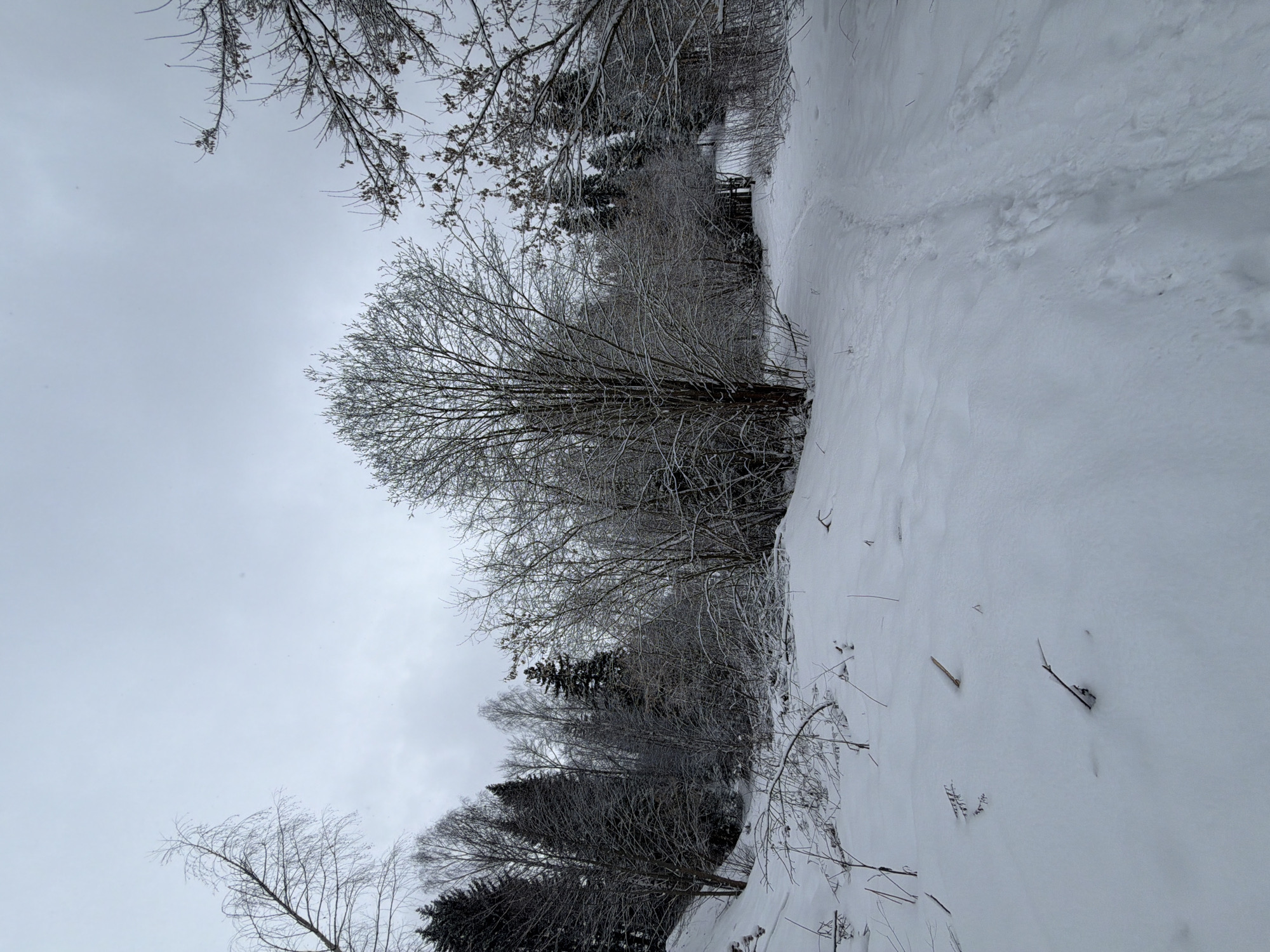 The image depicts a winter landscape in Izhevsk, Russia. The ground is covered in a thick layer of snow, with visible tracks suggesting pedestrian traffic. Bare trees and shrubs line the snow-covered area, their branches coated in snow or frost. In the background, a dense forest can be seen. The sky is overcast, contributing to the monochromatic, cold atmosphere of the scene. There are no people or animals visible in the image. The scene conveys a sense of tranquility and isolation.