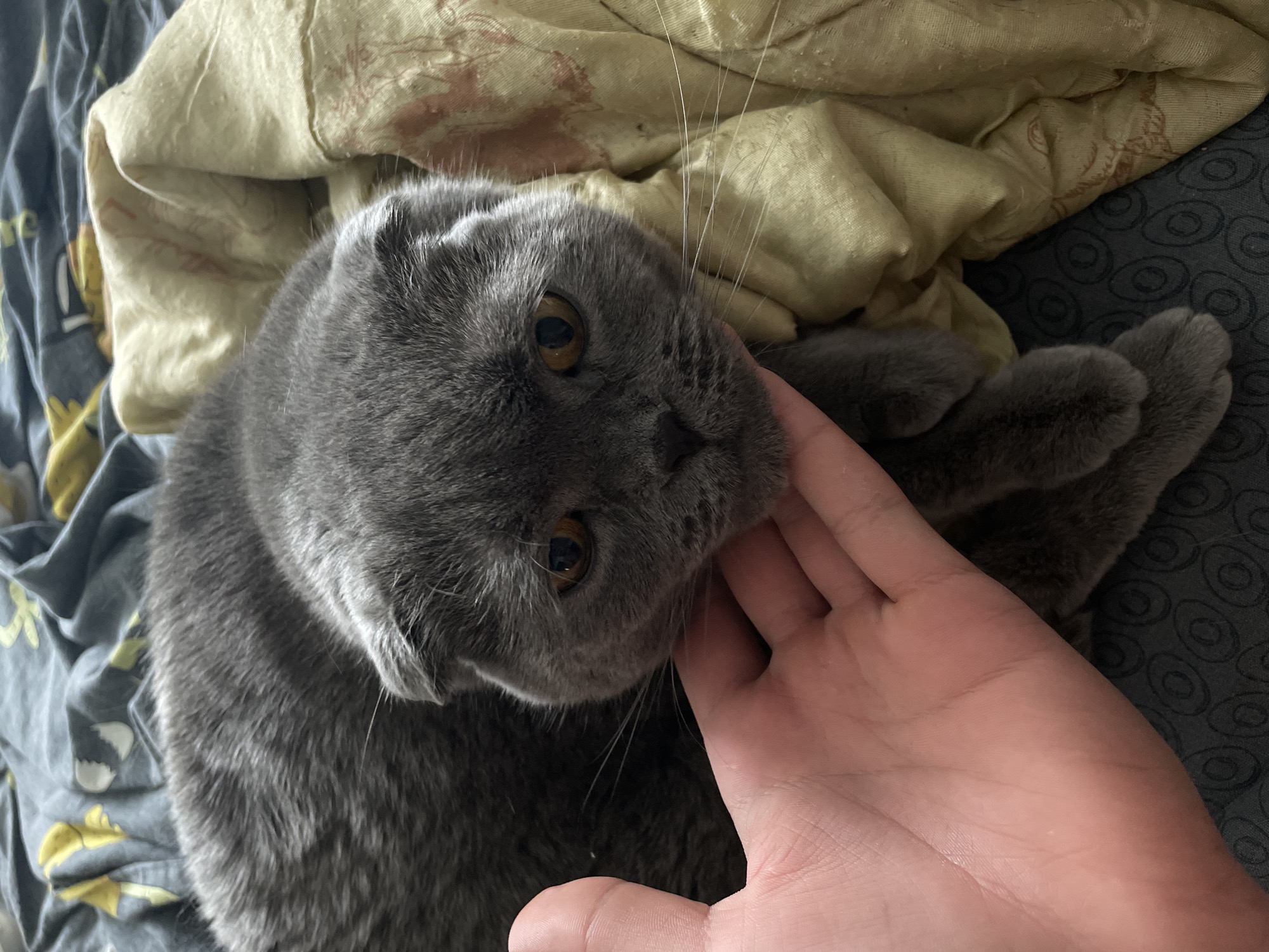A close-up, high-angle shot shows a grey Scottish Fold cat lying on a bed. The cat's ears are folded forward, and it has amber eyes. A human hand is gently stroking the cat's chin. The bed is covered with a patterned grey duvet and a wrinkled, light yellow blanket. The overall setting is domestic and appears to be indoors. The image does not contain any elements that would allow for the determination of its location within the city of Kamyshlov, Russia.