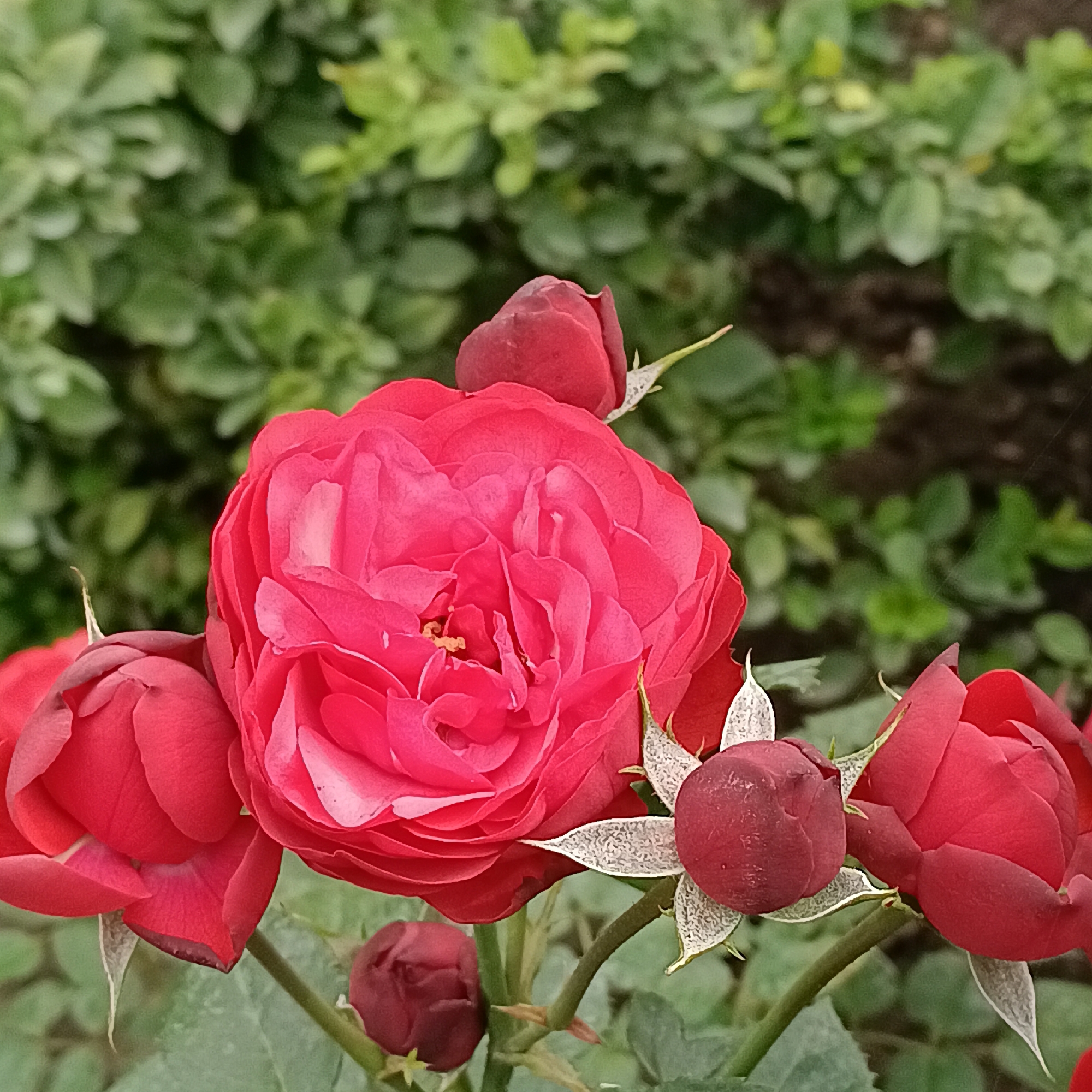 The image shows a close-up of several red roses and rosebuds against a blurred green foliage background. The main rose in the center is fully bloomed with many layers of petals. There are several smaller rosebuds surrounding it, some partially opened and others still tightly closed. The stems and some sepals are also visible. The overall scene is that of a garden or park. The image does not contain any people or actions. The location of Rozhdestveno, Russia, is not discernible from the visual content of the image.