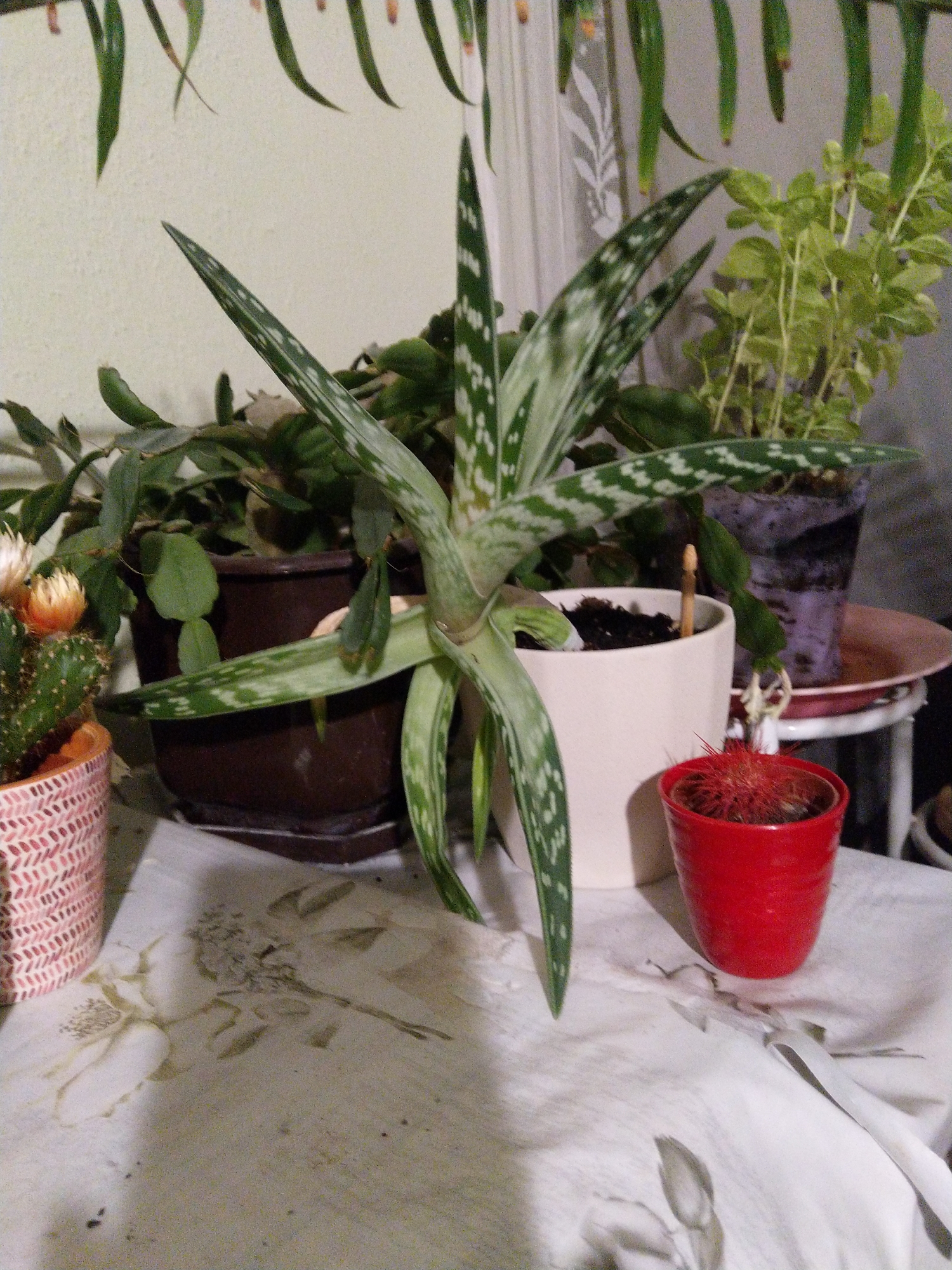 The image displays a collection of potted plants indoors, arranged on a surface covered with a white cloth featuring a floral pattern. In the foreground, a small, spiky red cactus sits in a bright red pot. To the left, a cactus with coral-colored flowers is in a pink patterned pot. Dominating the center is a large aloe vera plant with distinctive white spots on its leaves, planted in a cream-colored pot. Behind it, a dark brown pot holds another plant with thick, green, succulent-like leaves. Further back, a plant with small, bright green leaves is in a tall, dark pot. The background appears to be a wall with a window, partially obscured by curtains. There are no people or animals visible in the image. The overall impression is of a domestic setting, likely a windowsill or a tabletop, filled with various houseplants. The image does not contain any information that would allow for its localization in Kyustendil, Bulgaria.